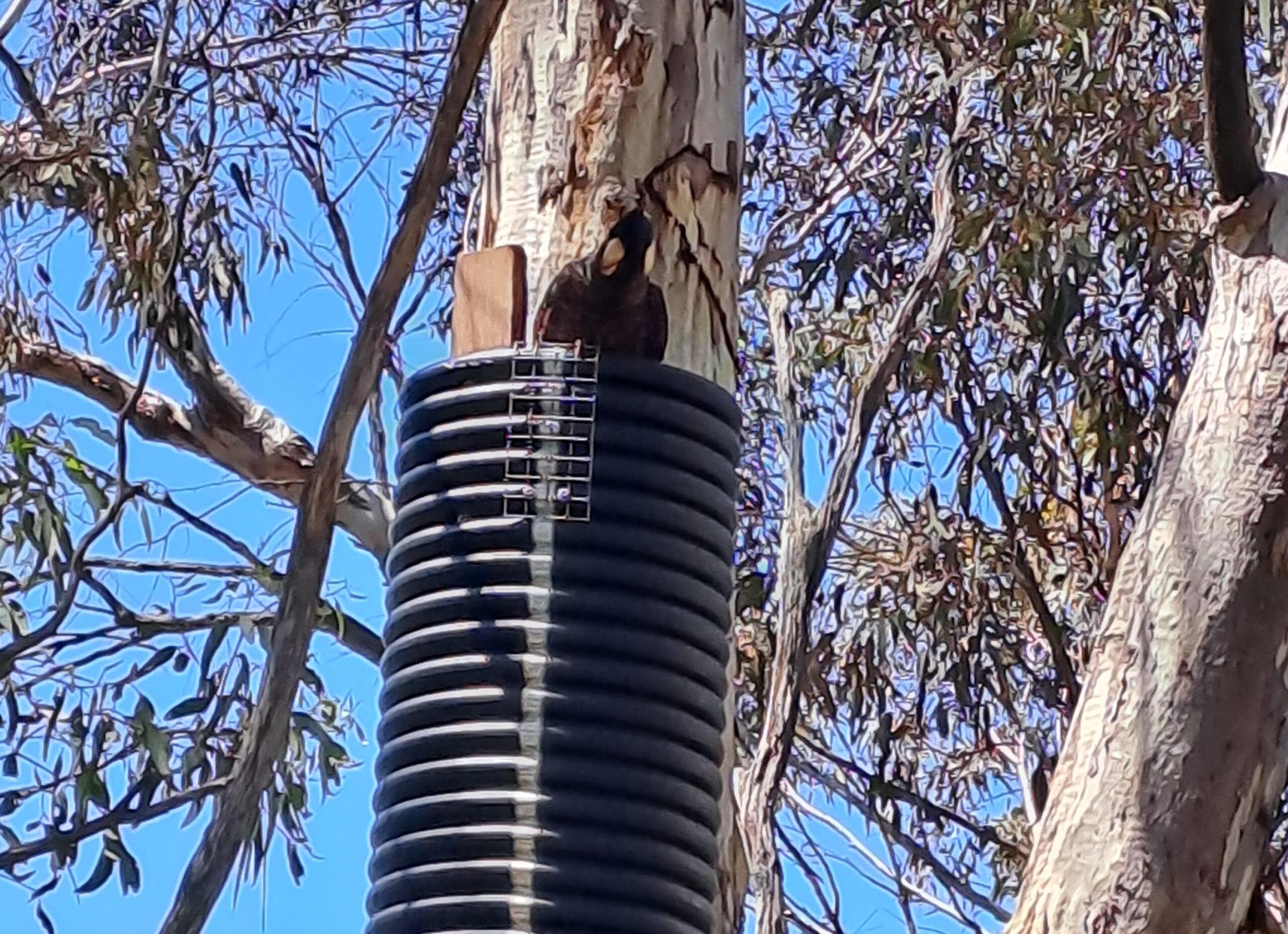 A bird looking down at the camera from the top of a high box.