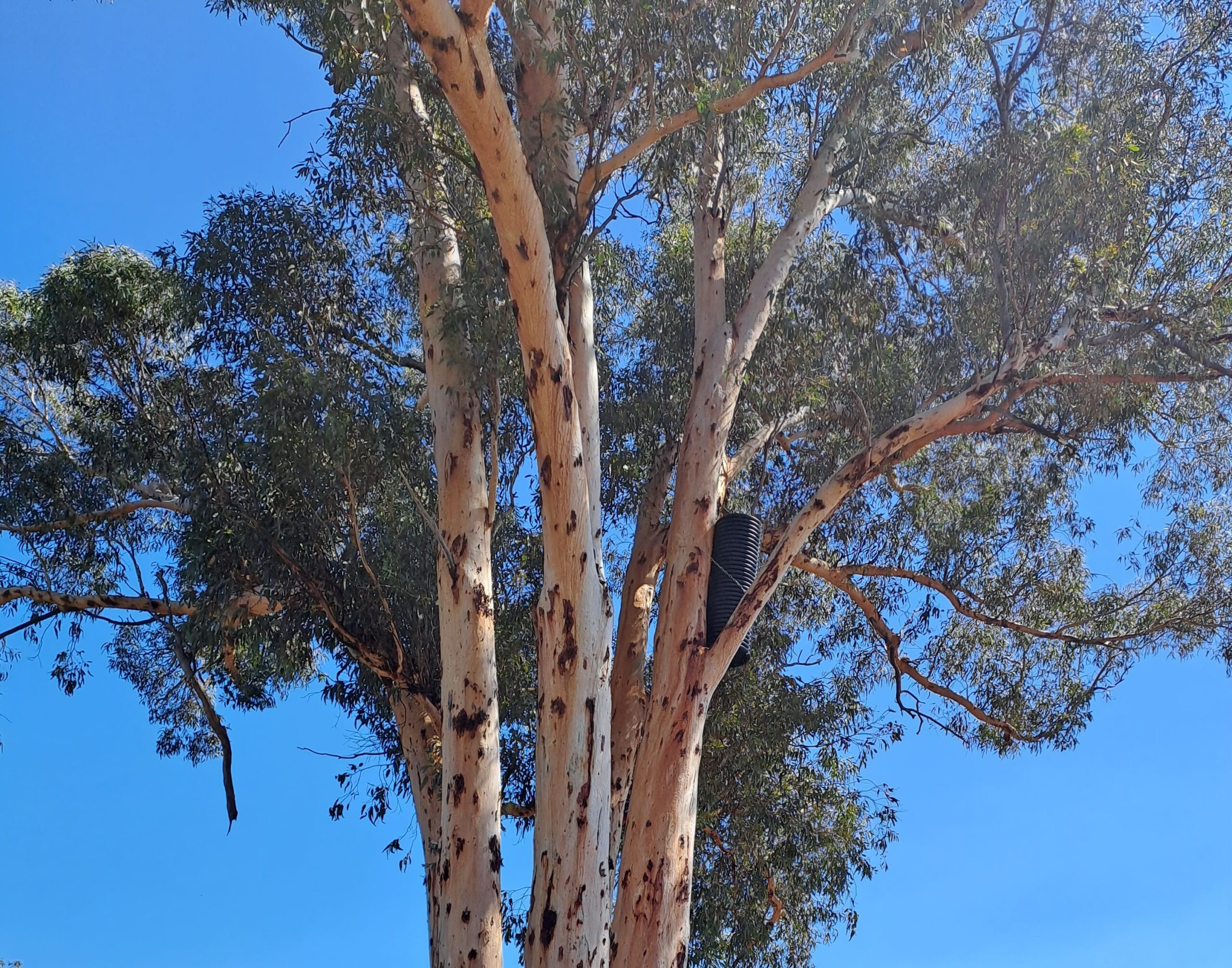 A tall tree with black box wedged in a fork in the branches.