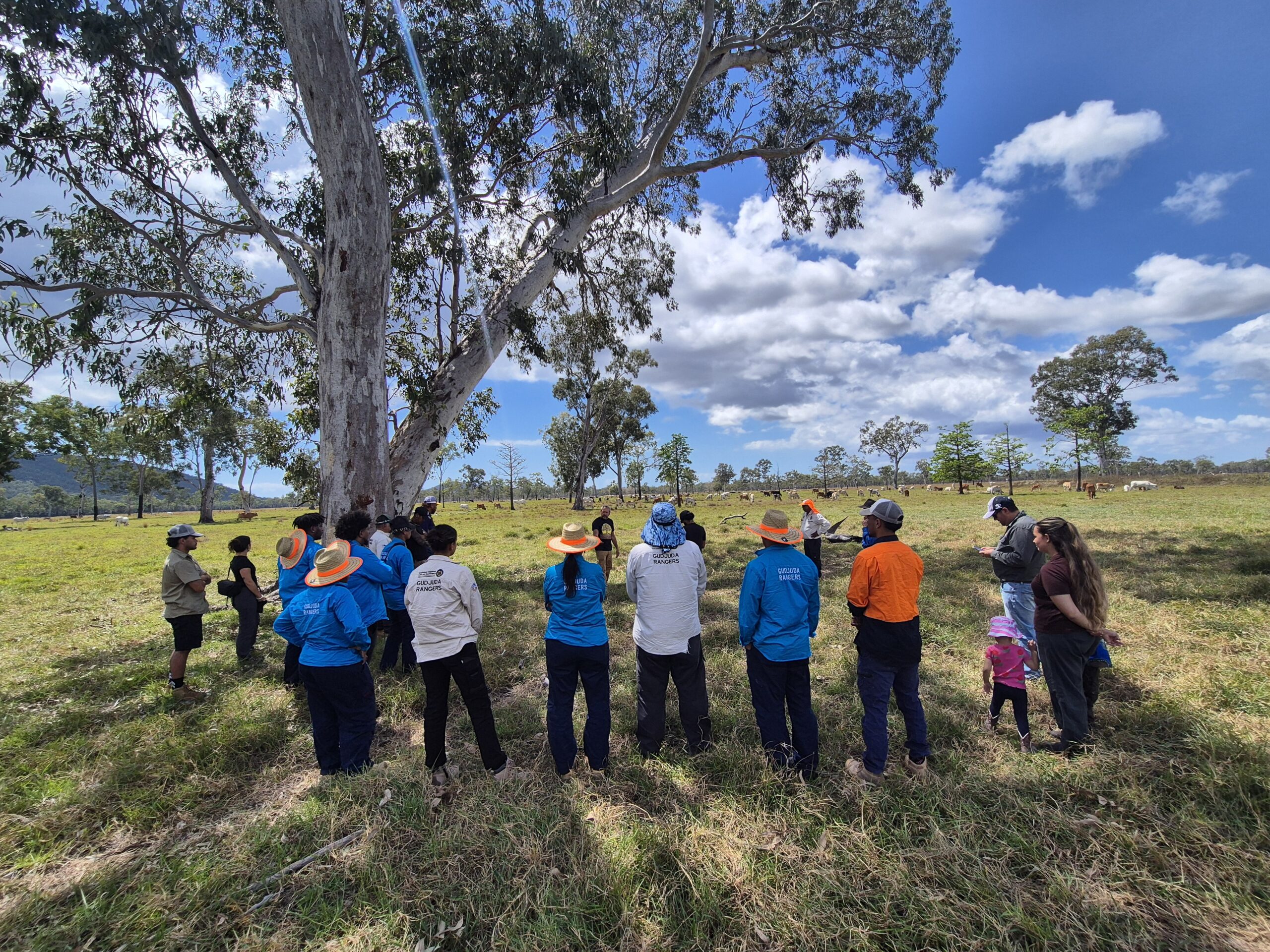 Group of people under a tree with cattle in background.