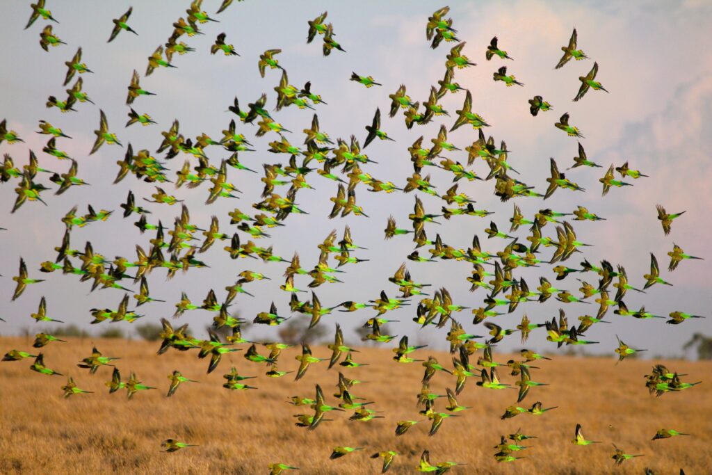 A flock of brightly coloured green birds flying across a grassy landscape.