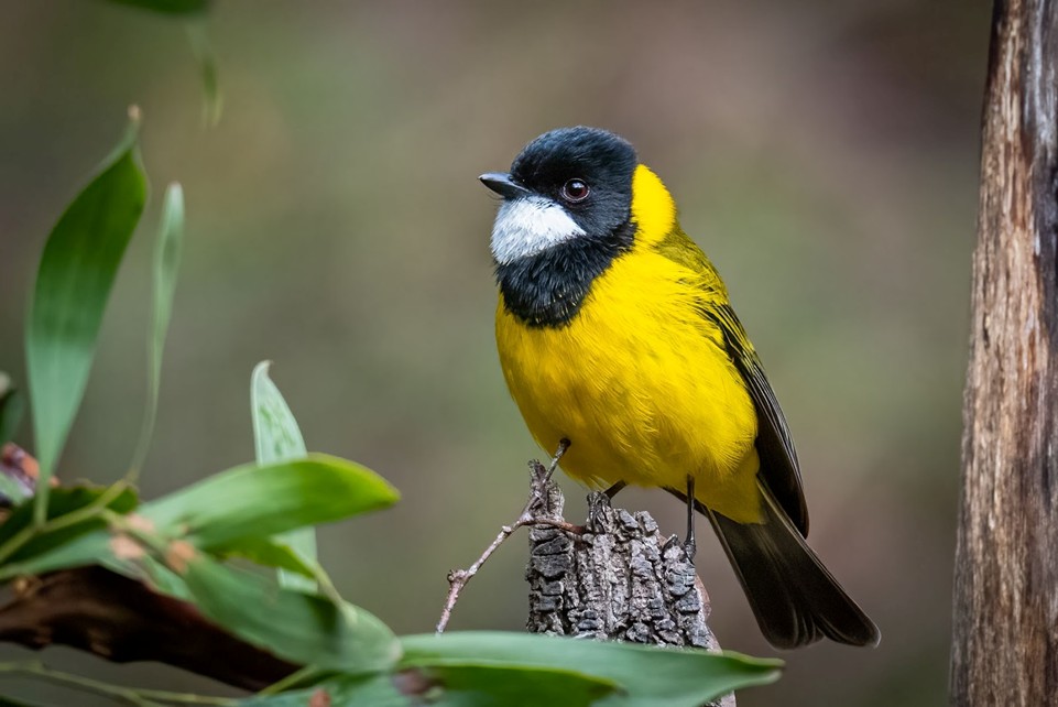 A closeup of a small yellow and black bird with a white chin sitting on the end of a broken branch with leaves in the foreground.