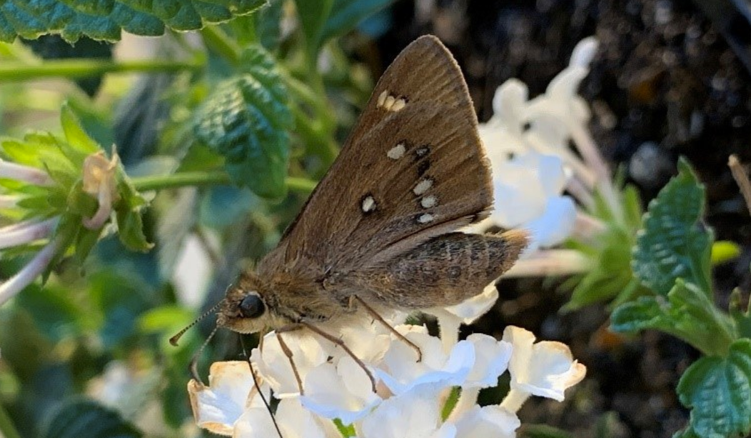 Close up of a moth like butterfly brown with dot markings sitting on white flower of a bush.