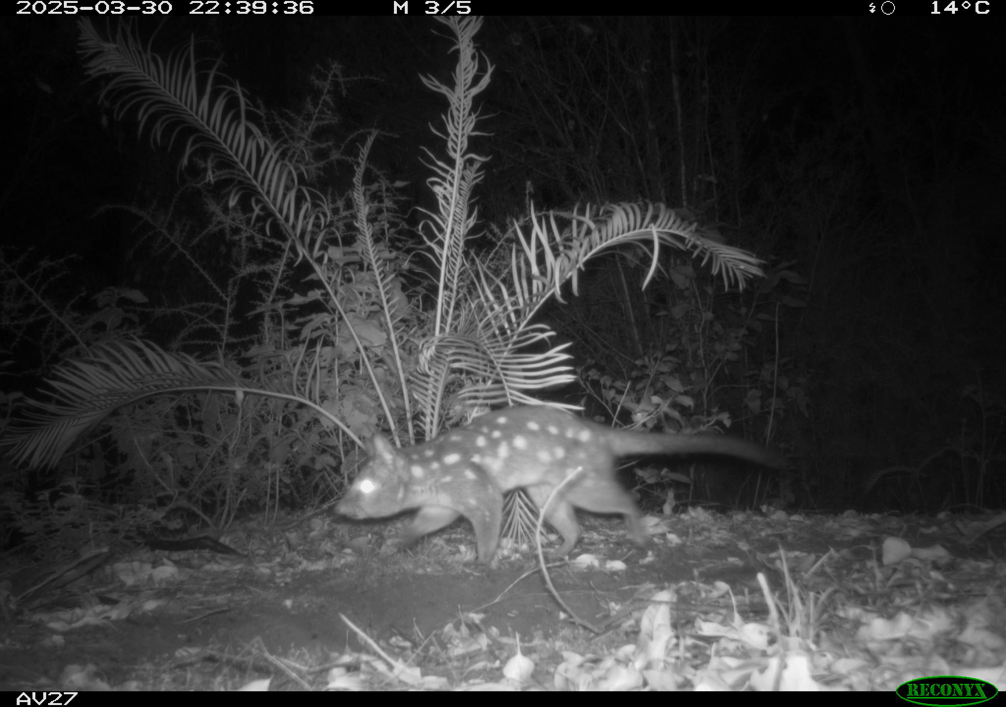 A black and white image, of a marsupial with white spots, walking along a bush path.