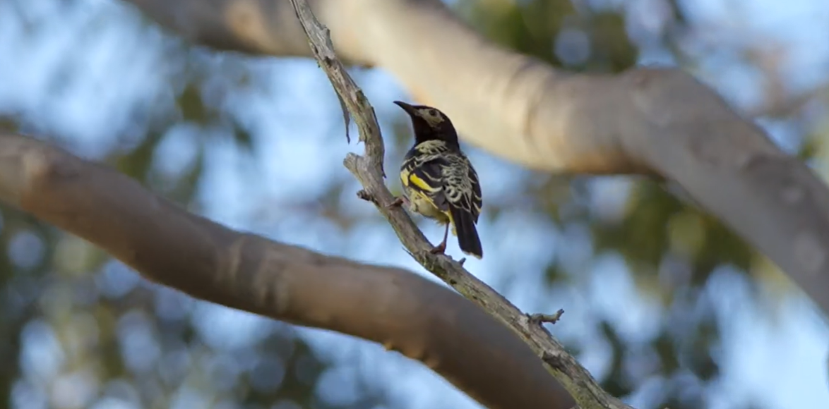 A black and yellow Regent Honeyeater, perched on a tree branch.