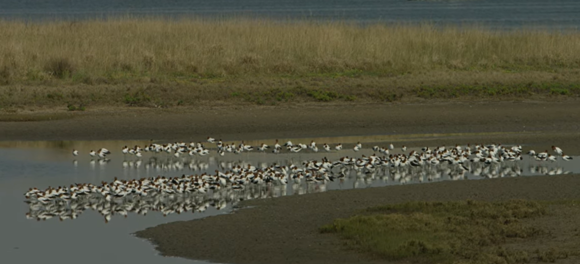 A large flock of black and white birds, in a body of water, with tall, dry grass in the distance.