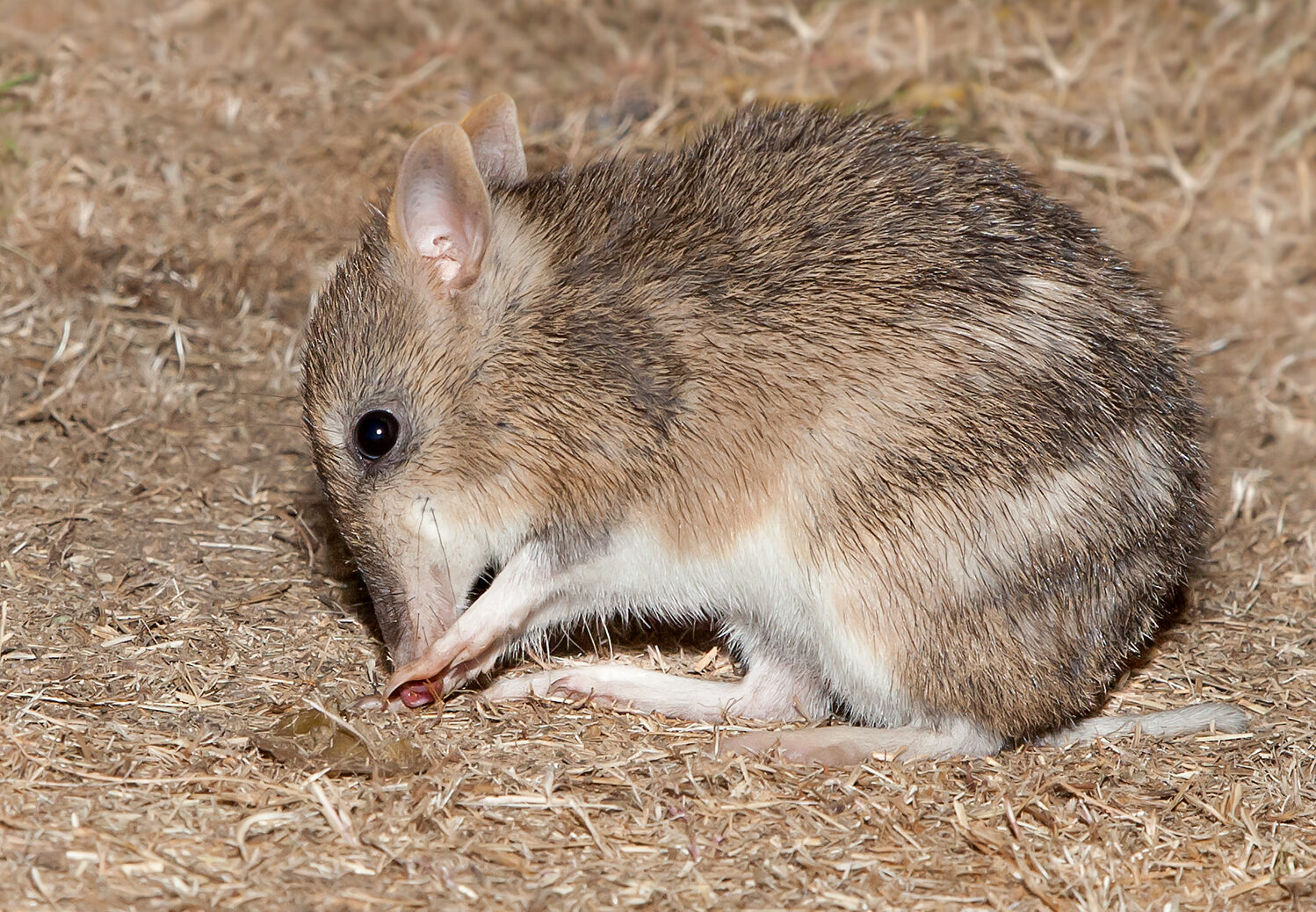 Close up of a bandicoot feeding.