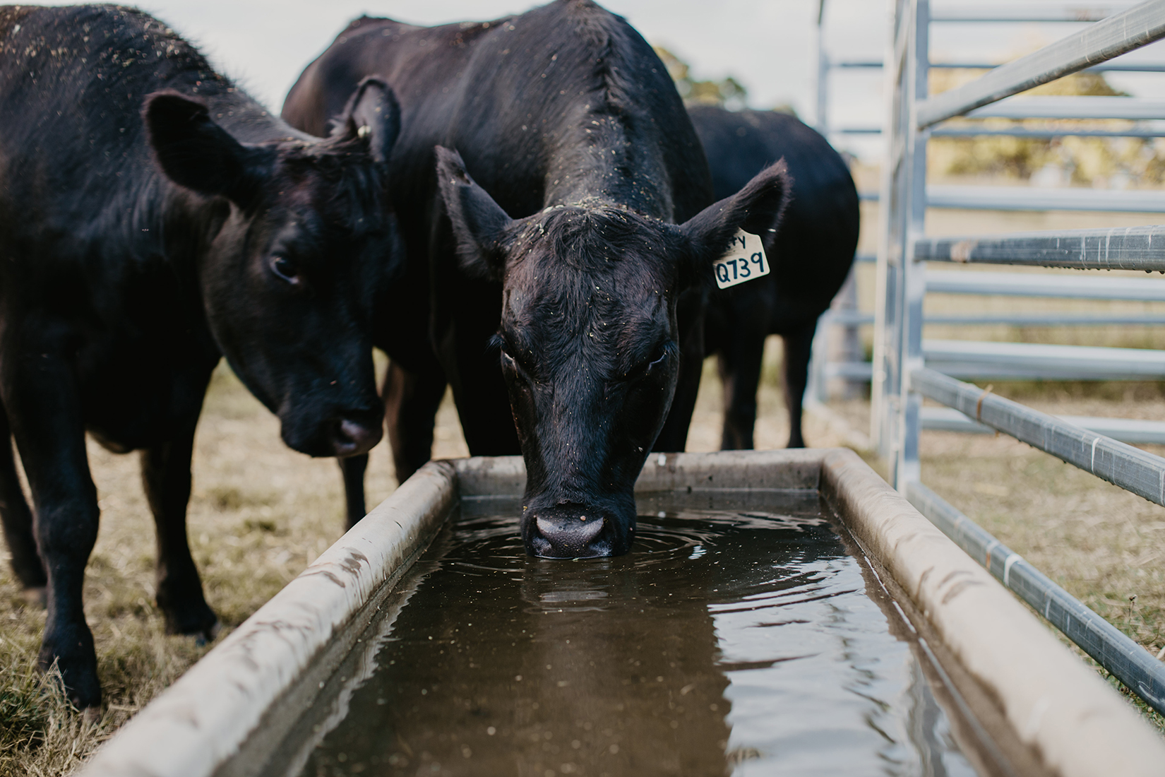 Black cattle standing at water trough with one with ear tag showing drinking and more cattle in the background.