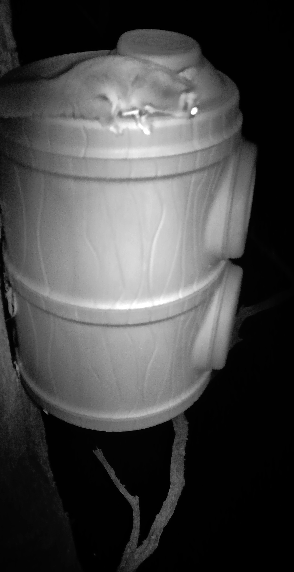 Infrared night image of Great Glider on top of nesting box.