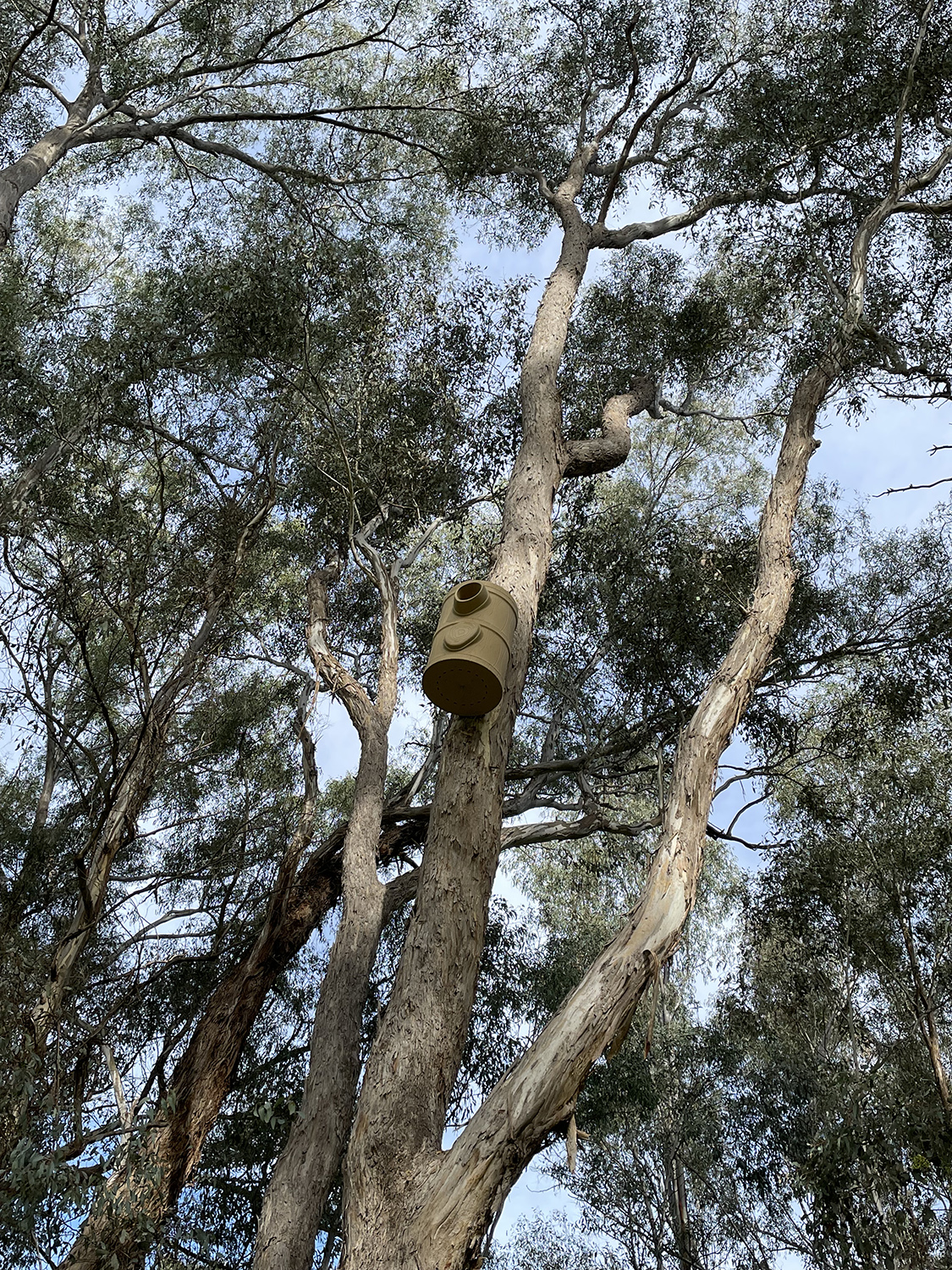 Man made nest box attached to tree trunk.