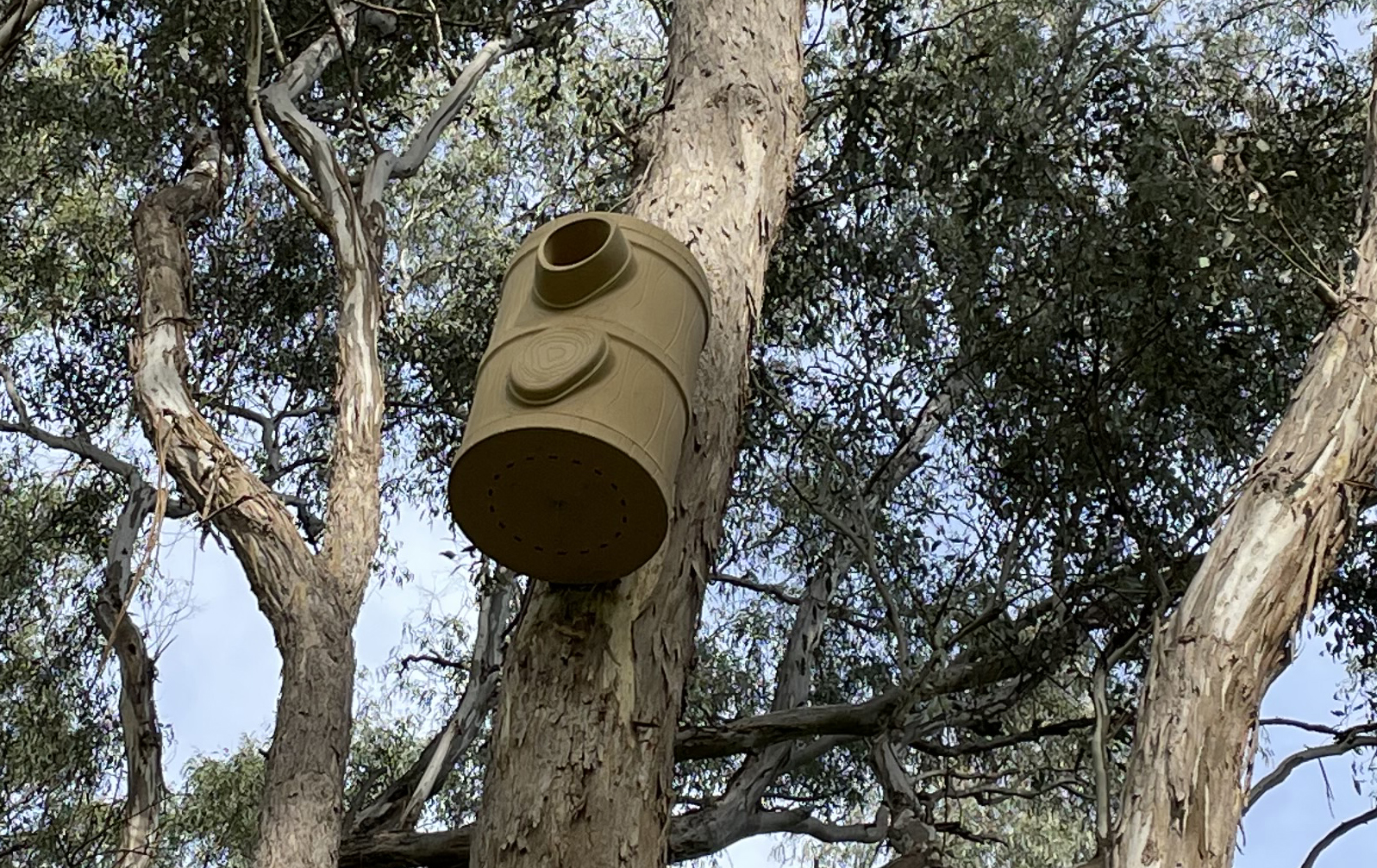 Man made nesting box attached to a truck of a tree with other trucks, branches and leaves.