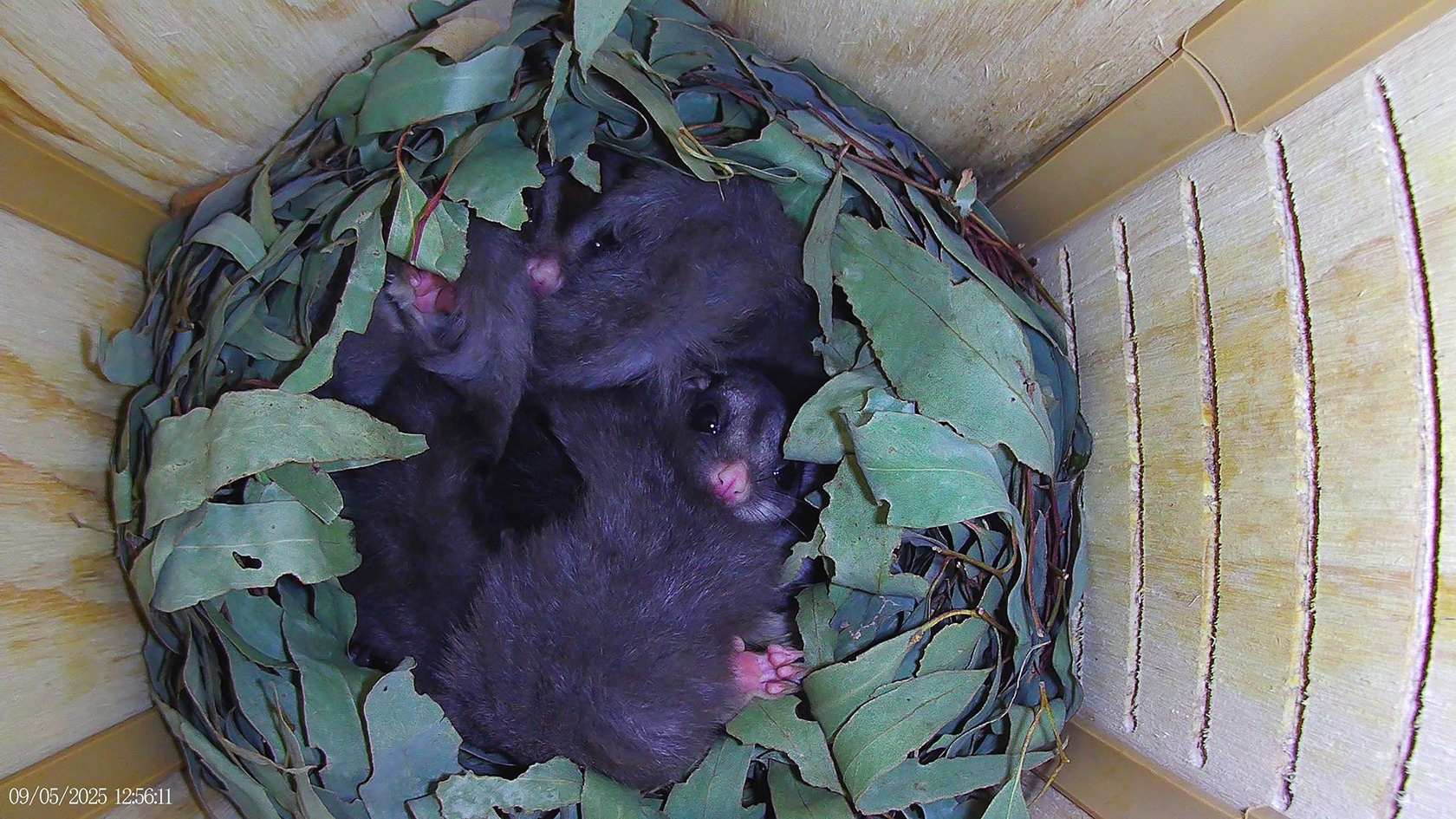 Image showing inside a nesting box where Squirrel Gliders are curled up surrounded by gum leaves.