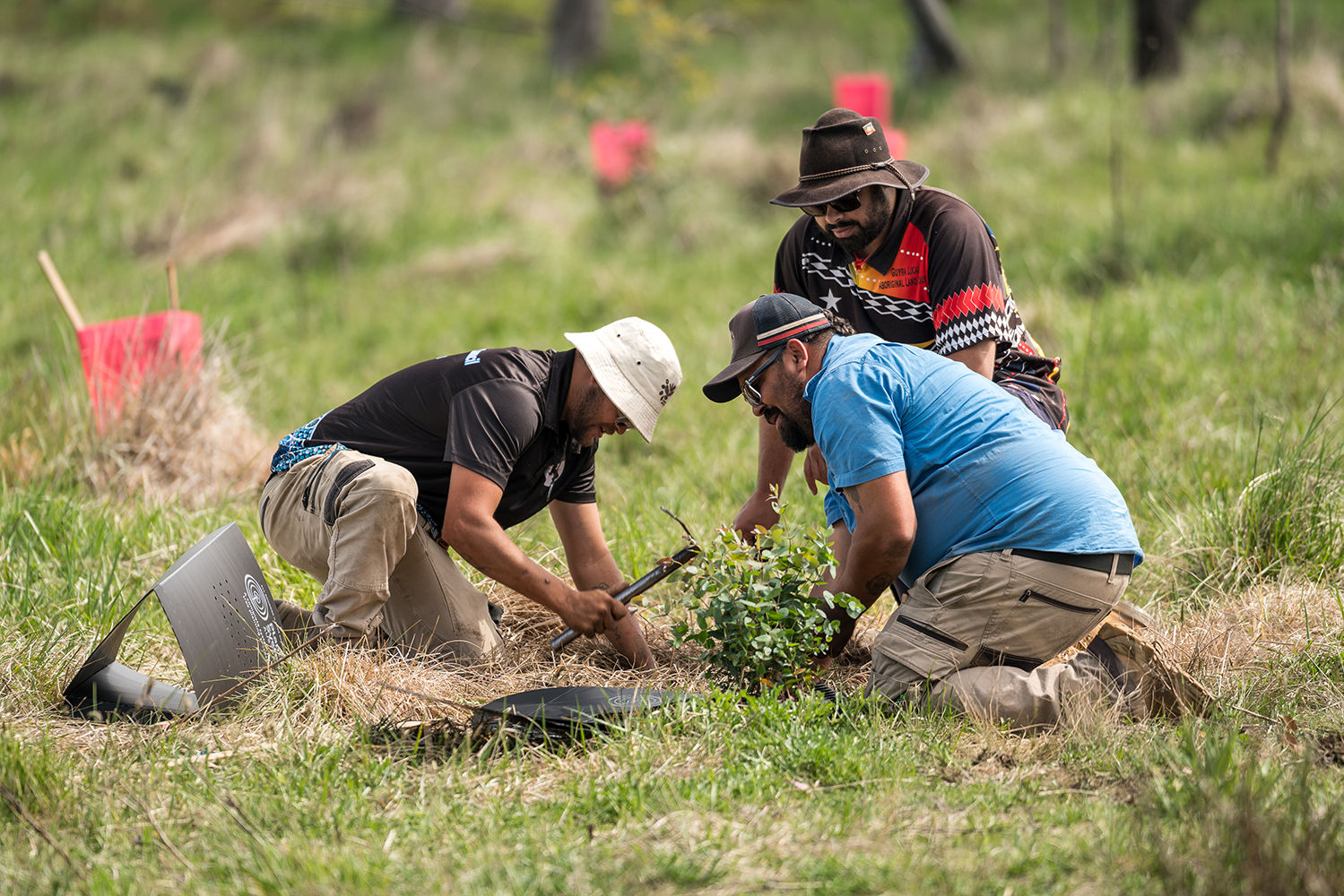 Three people kneeling on the ground, gardening.