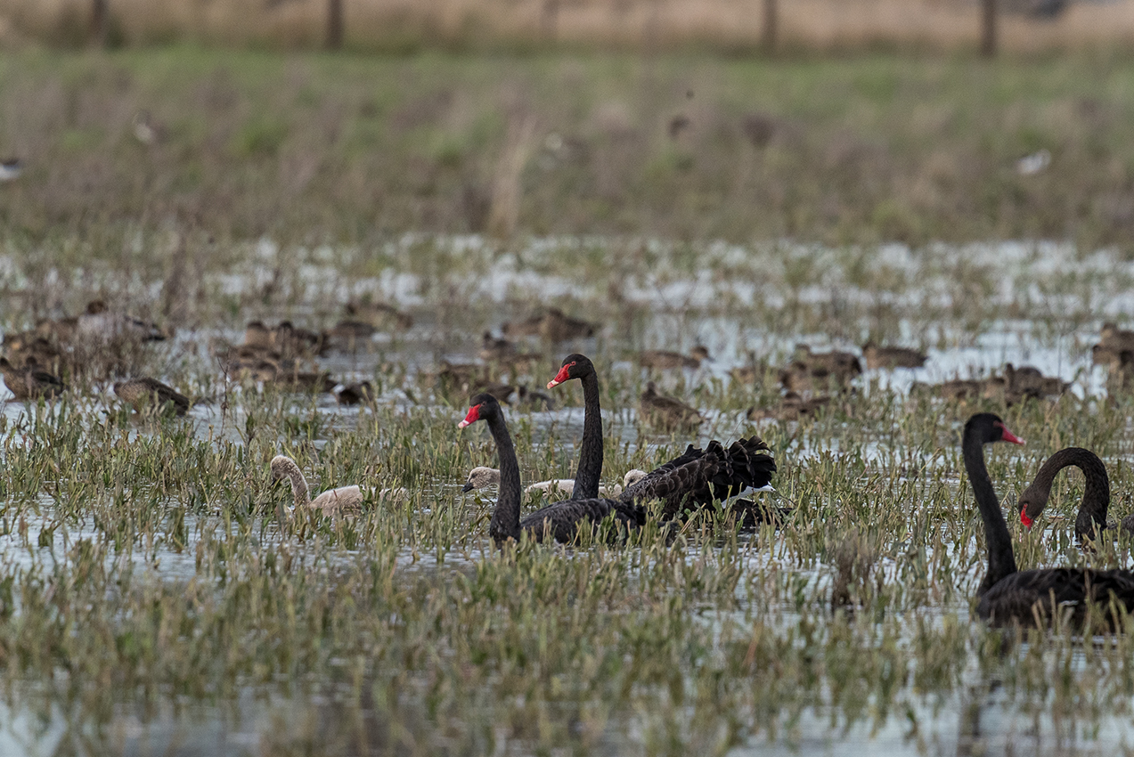Three grey baby swans and four black swans, with red beaks swimming in grassy water.