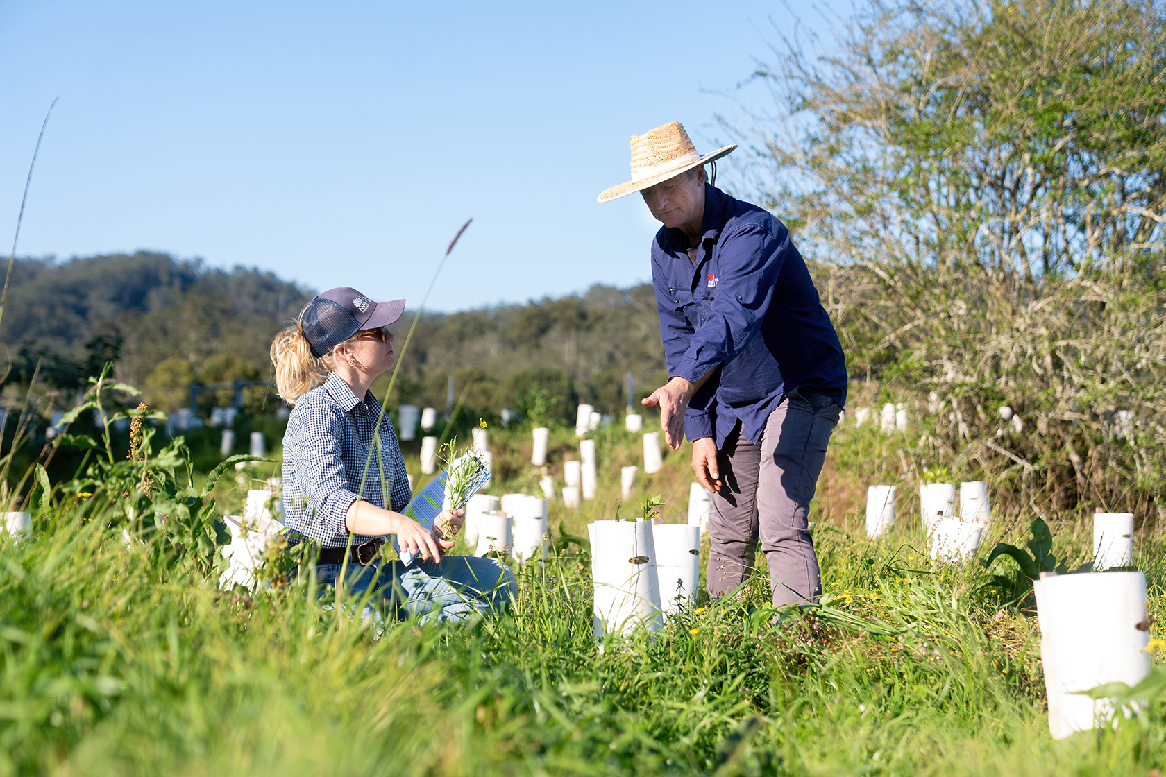 Two people planting green seedlings in a field of long grass.