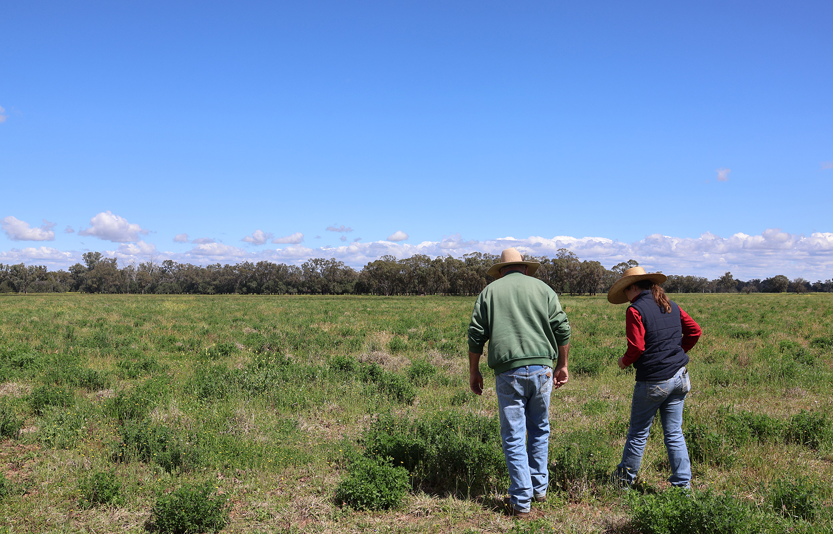Two people walking through a field of green grass, with trees in the distance.