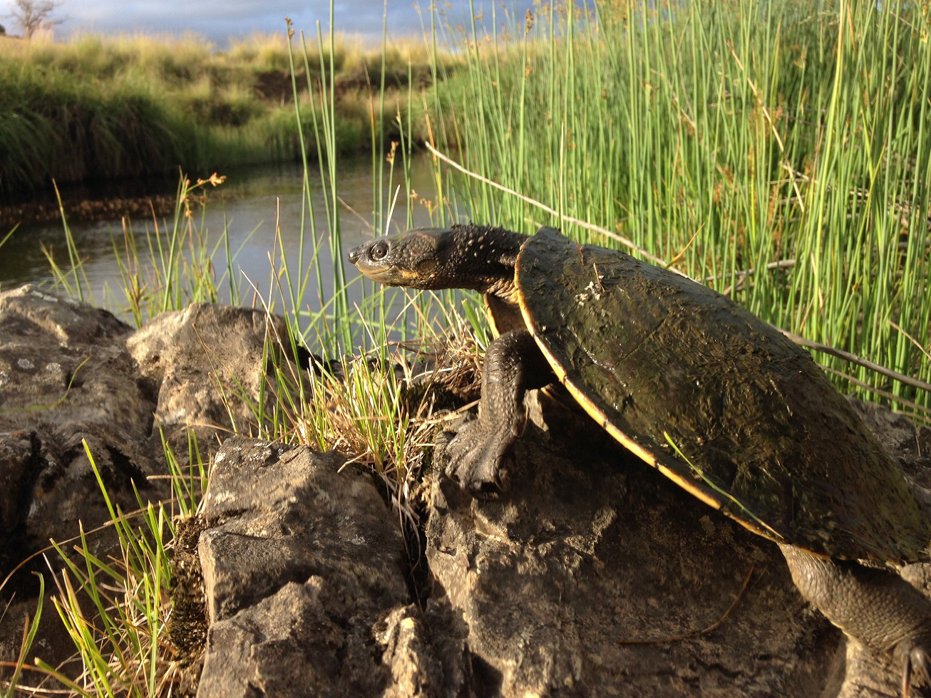 A brown turtle is perched on a rock, with long, green grass and water in the background.