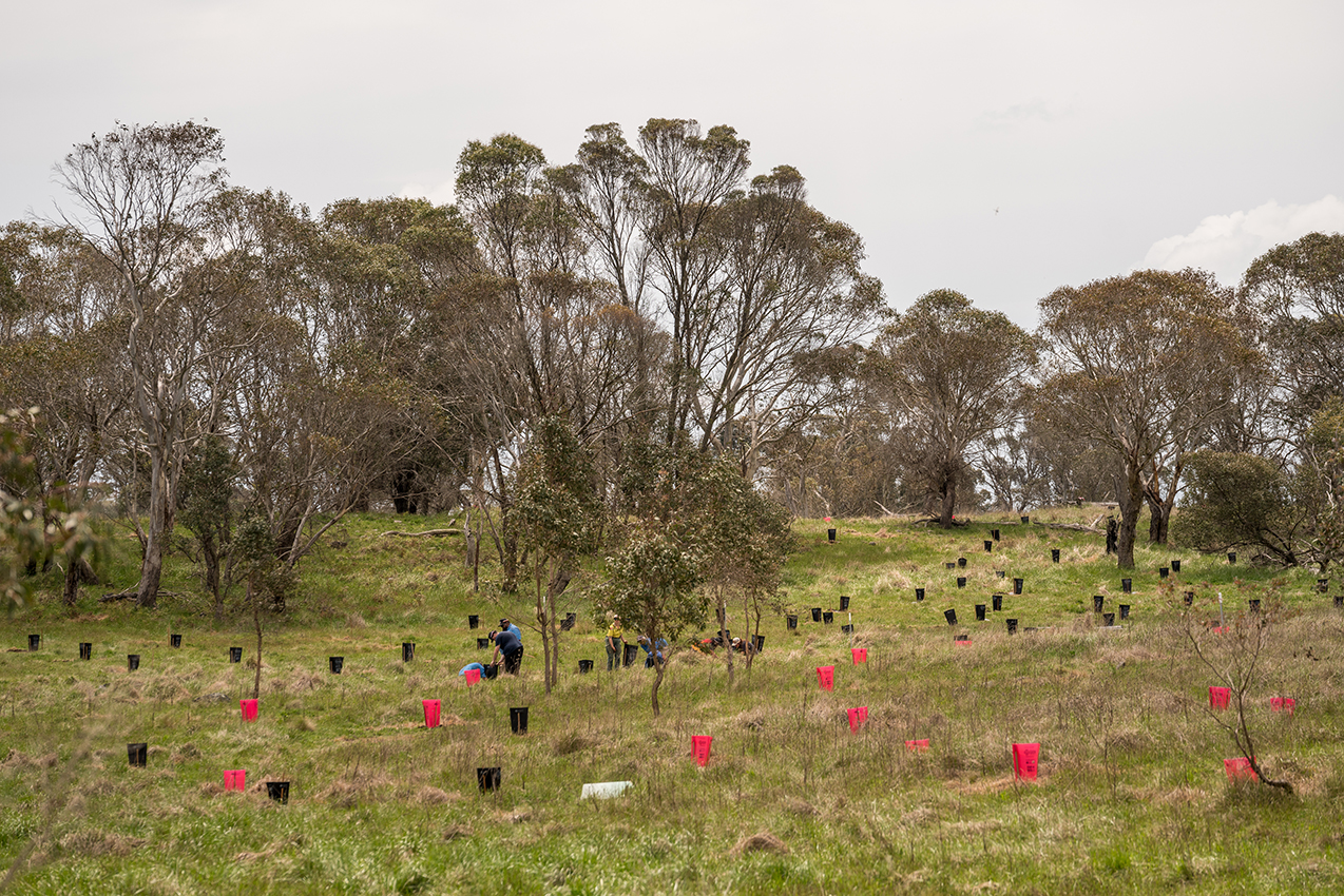 A group of people in a bush landscape, surrounded by orange and black markers.