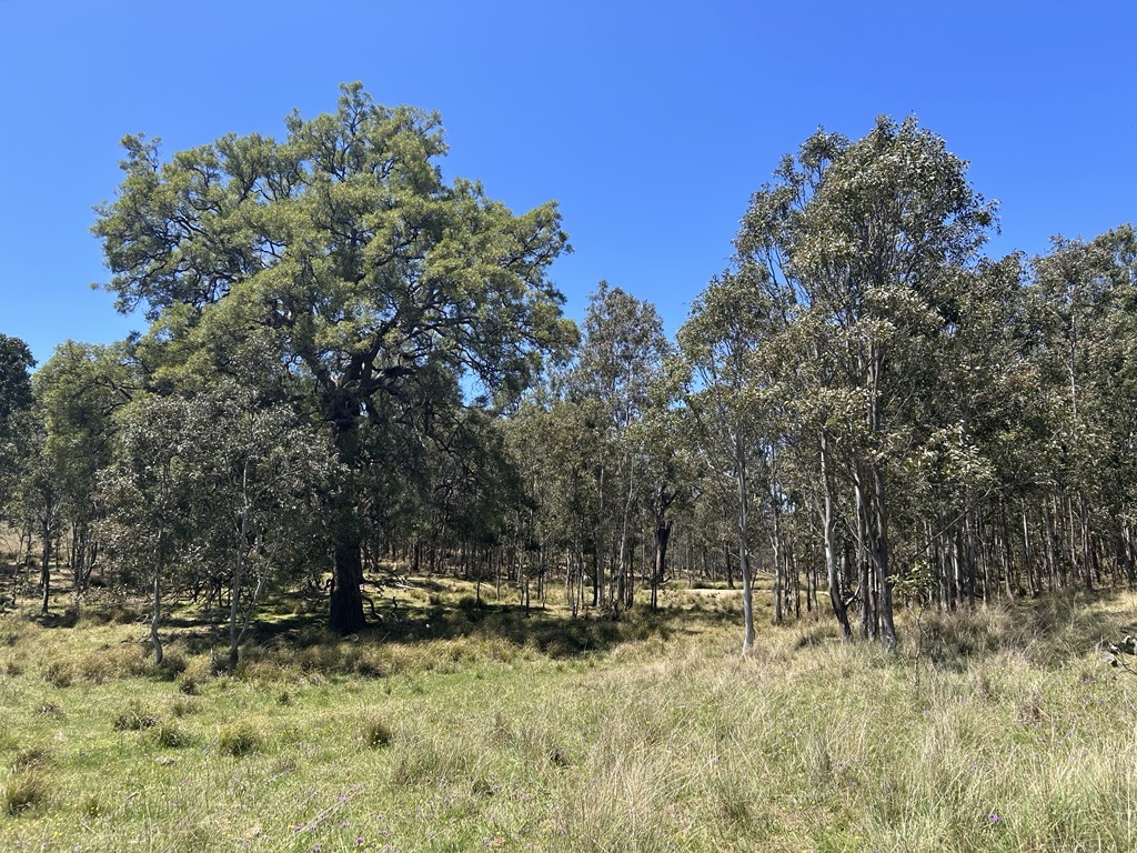 A bush landscape with long dry grass, and tall trees.