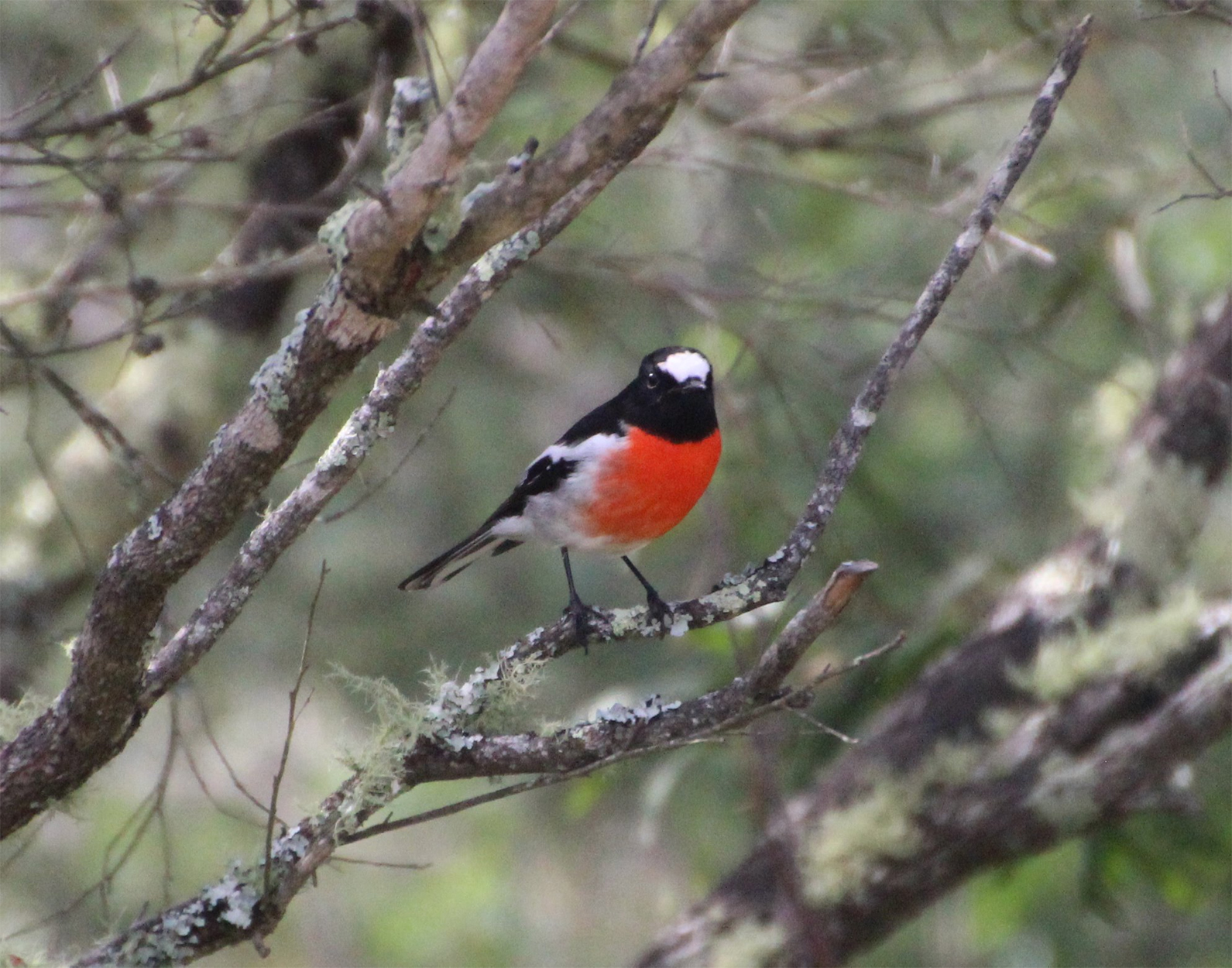 Scarlet Robin with a red under belly, and a black and white body, is perched on a branch of a tree.