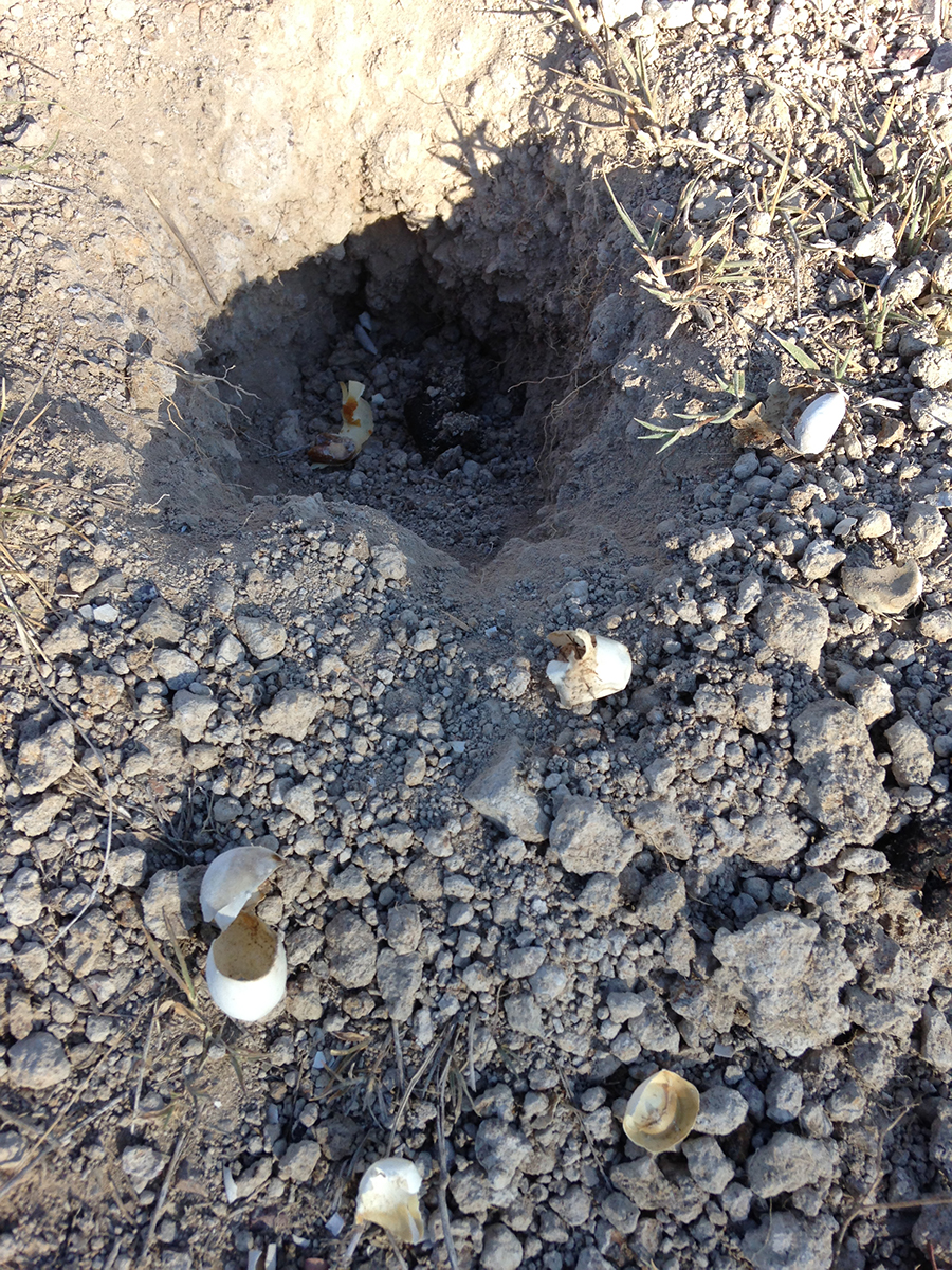 A turtle nest hole, in the dirt, with eggshell remains.