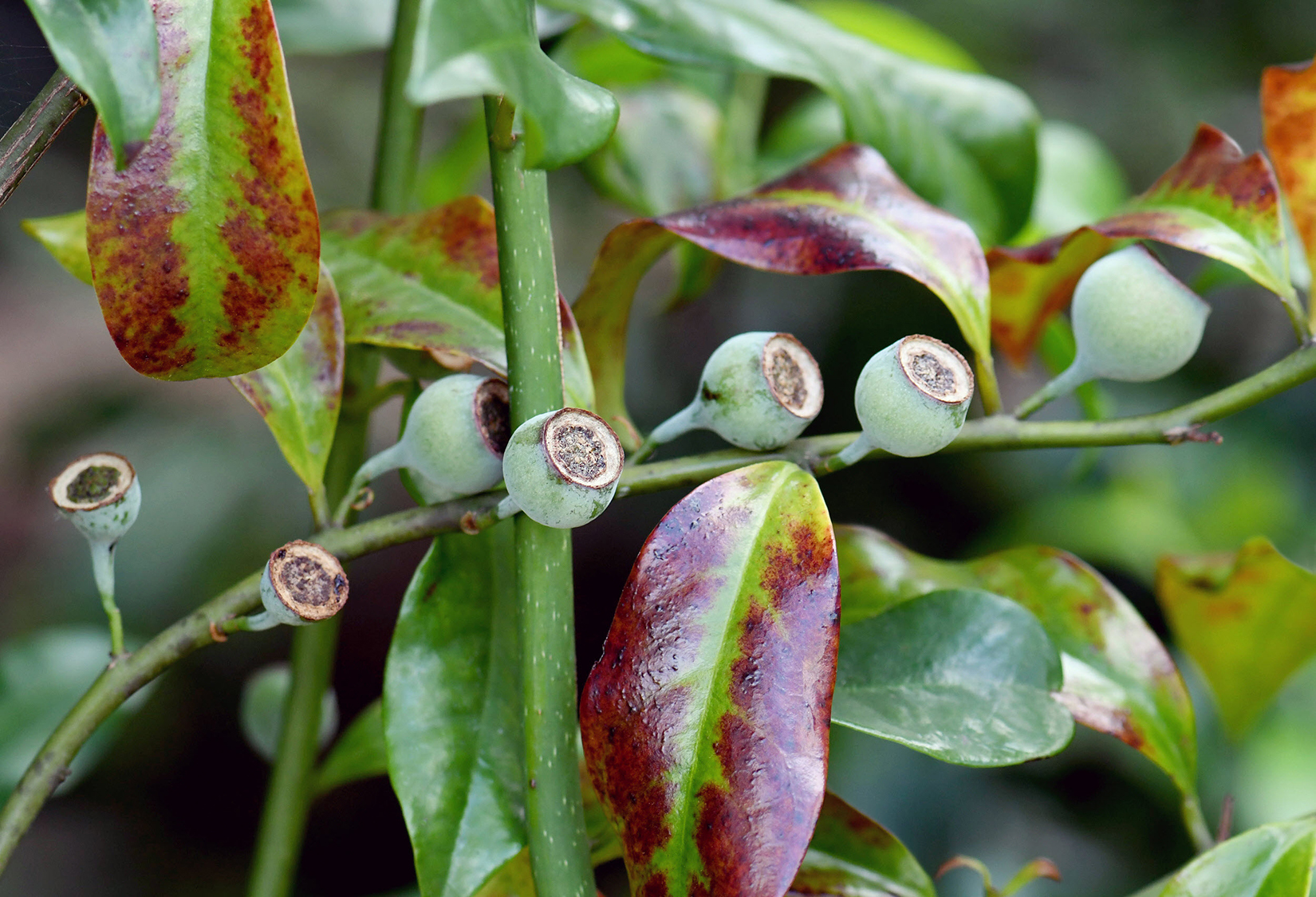 Close up of guava seeds in branch with leaves