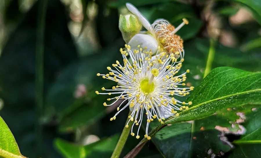 Close up of yellow and white guava flower stem with leaves.