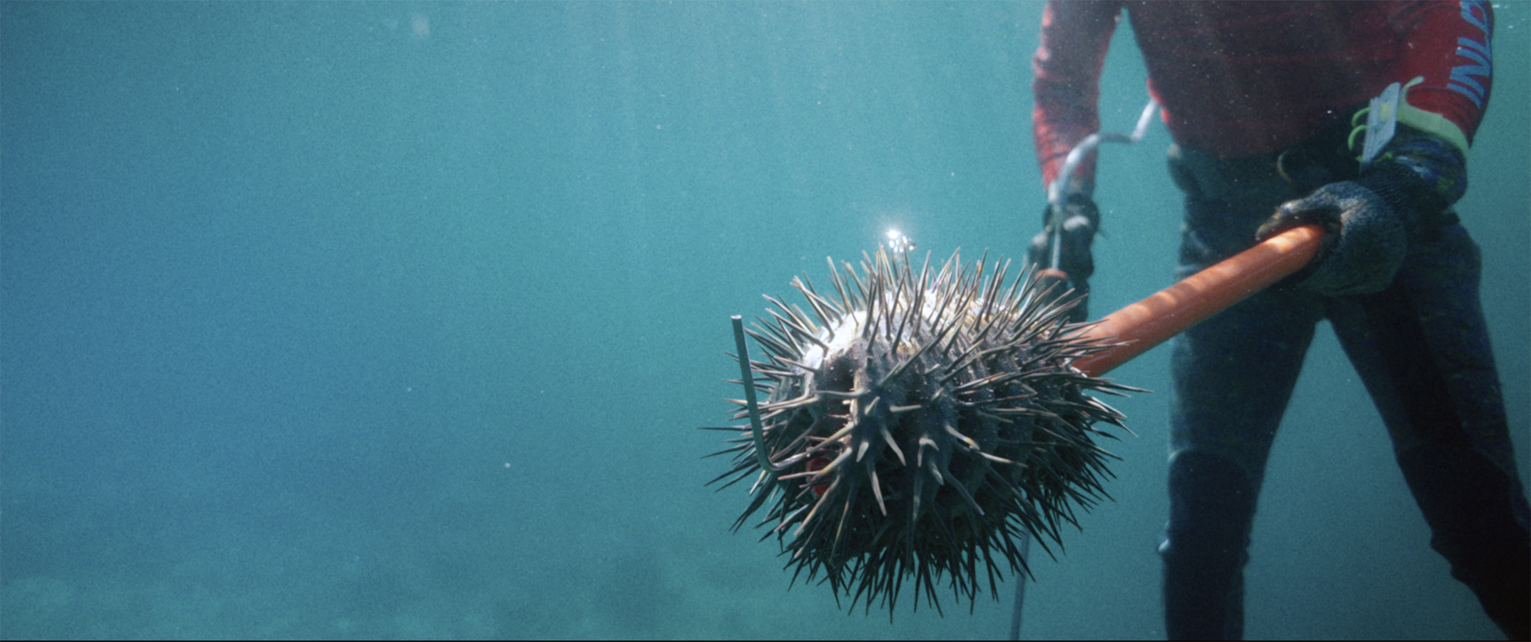 A person underwater, holding a spiky Crown of Starfish, on the end of a pole.