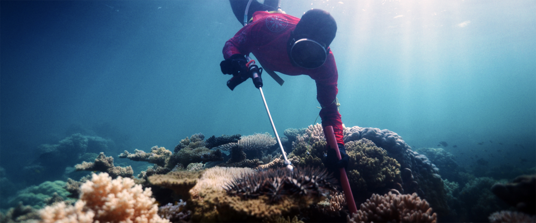 A person swimming under water, floating above a coral reef, holding a spear device.