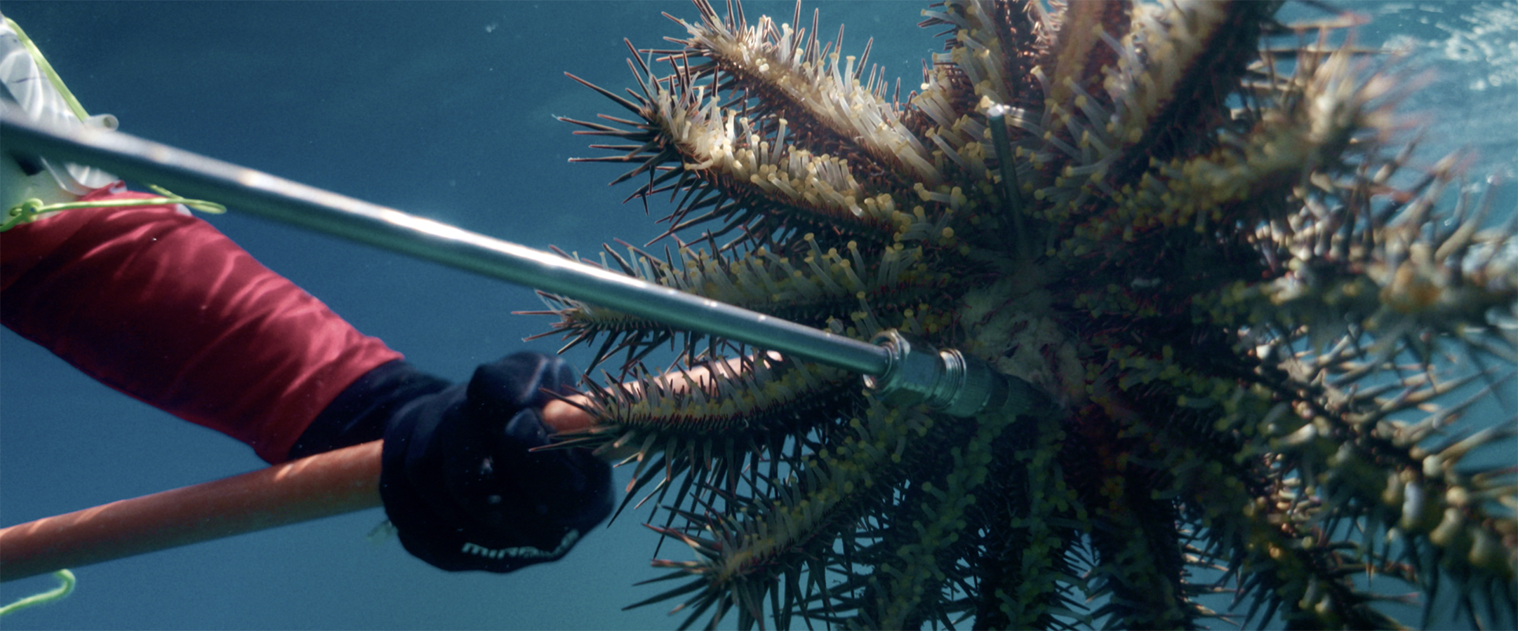 A person under water, holding a Crown of Starfish, on a pole.