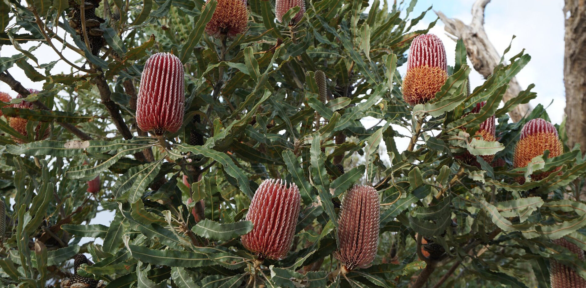 A green leafy tree, filled with brown and yellow Banksia cones.