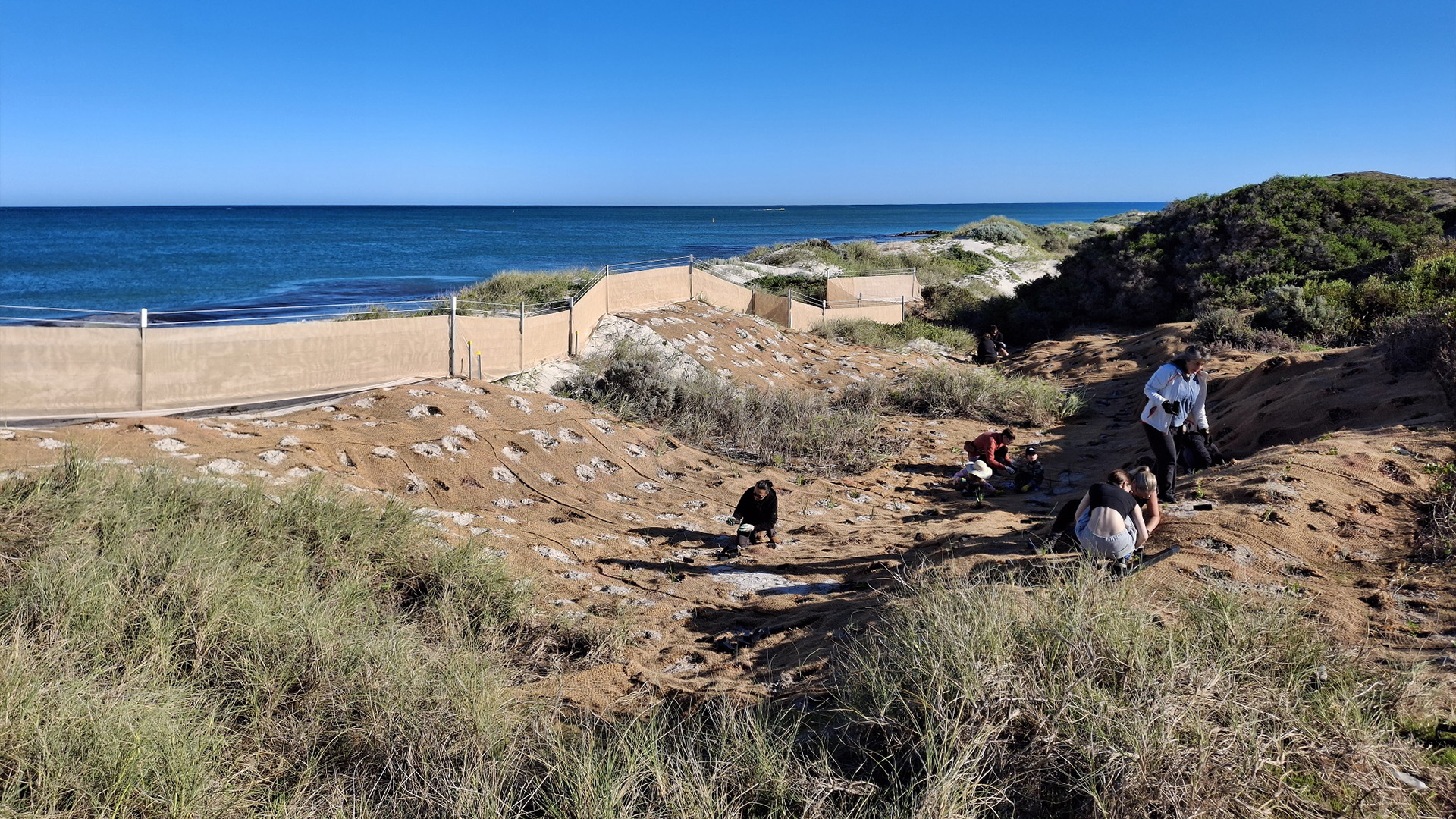A group of people are working on a beach hillside, facing the ocean.