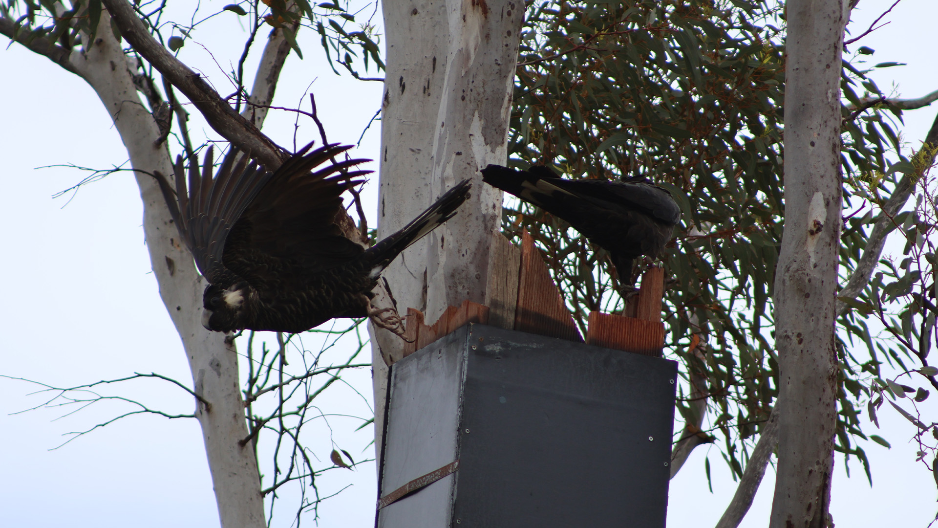 Two black cockatoos are perched on a box, attached to a gum tree.
