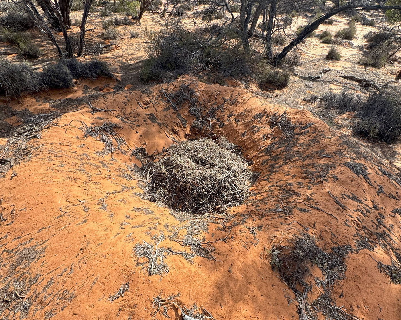 A large dirt mound, with a nest made from sticks, is surrounded by dry bushland.