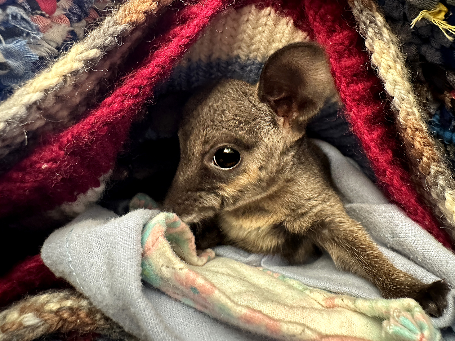 A grey and cream Warru joey, is nestled beneath multiple, colourful blankets.