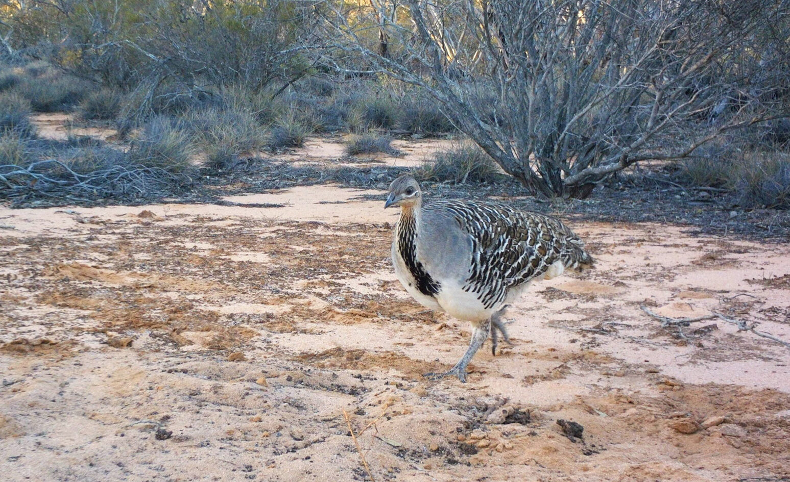A grey bird and white bird, with a brown patterned tail is walking across the dirt, there is a bush landscape behind it.