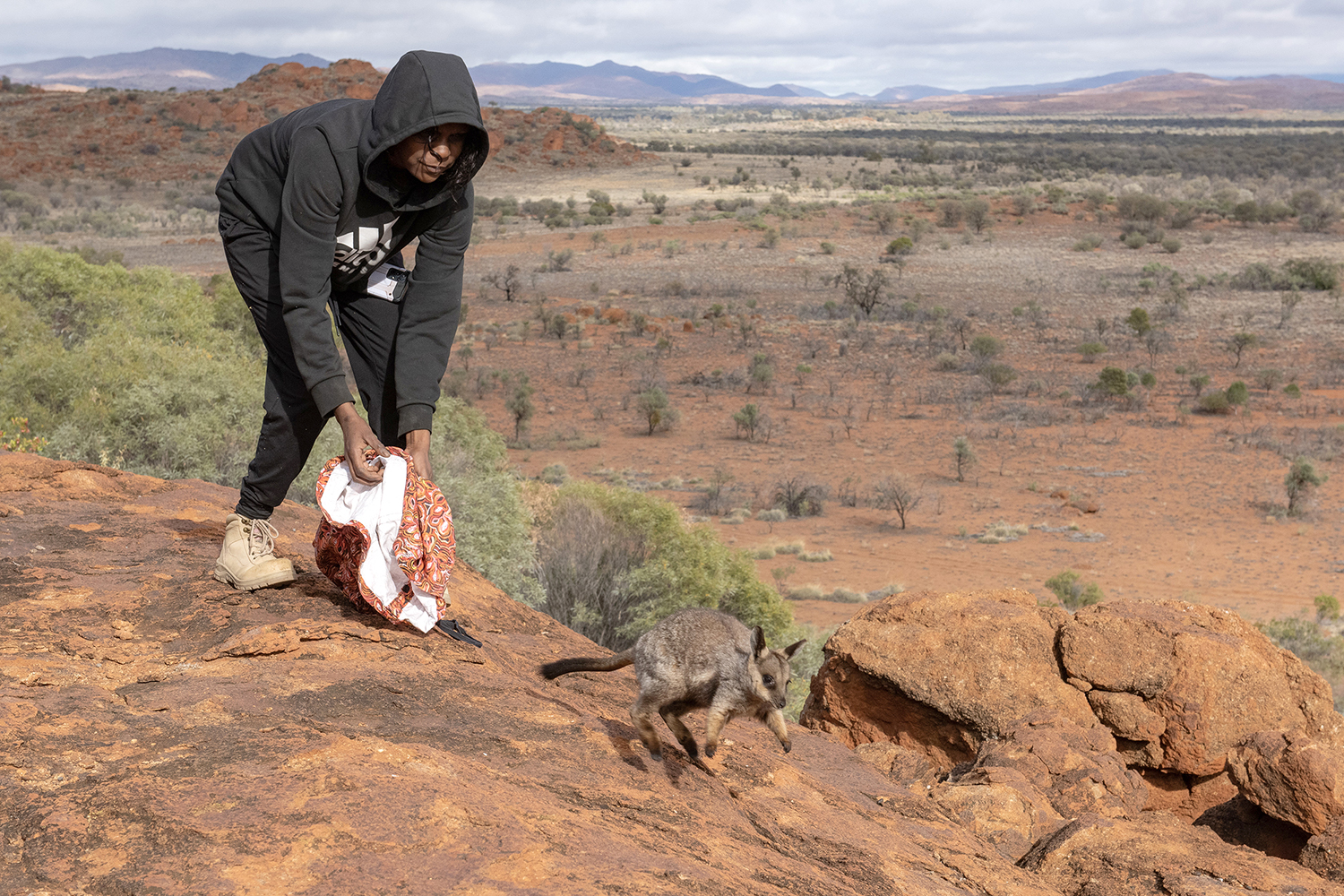 A person is standing on red rocks, and is releasing a small Warru joey, which is hopping away.