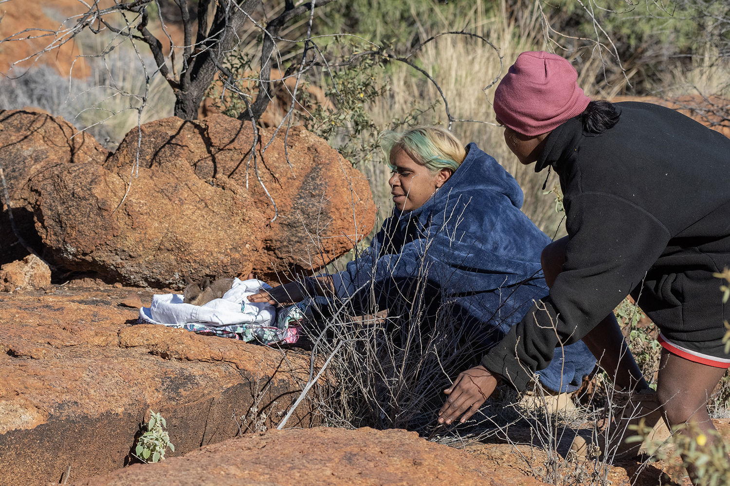 Two people are releasing a fluffy, grey marsupial, on some large red rocks, they are surrounded by bush landscape.