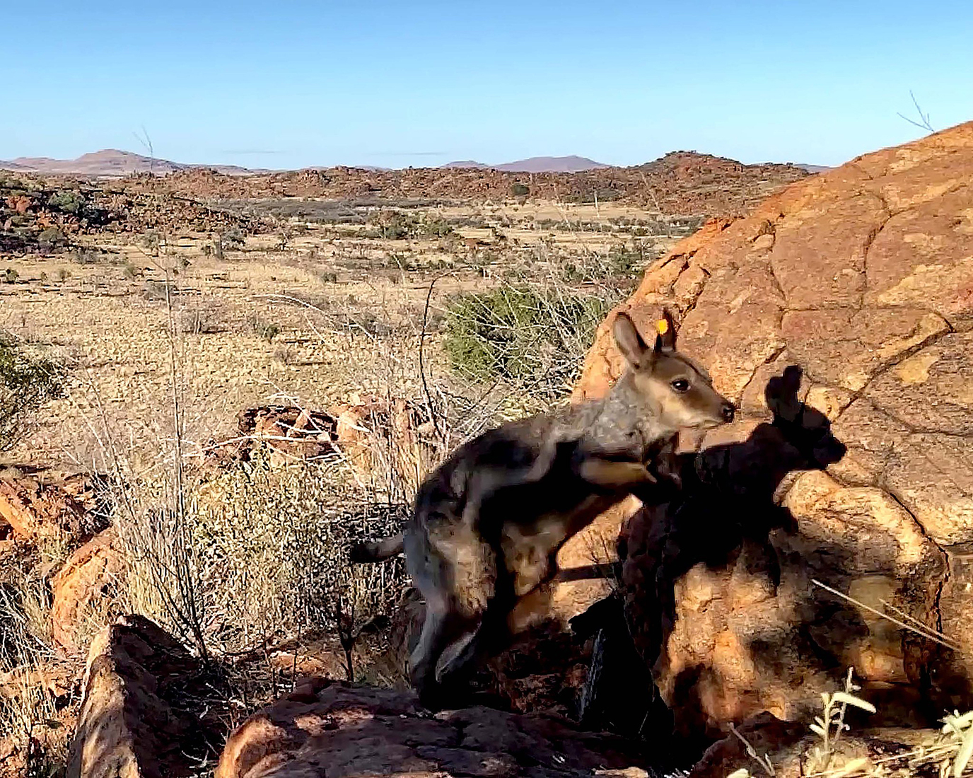 A grey and brown Warru, is hopping on some red rocks, high up.