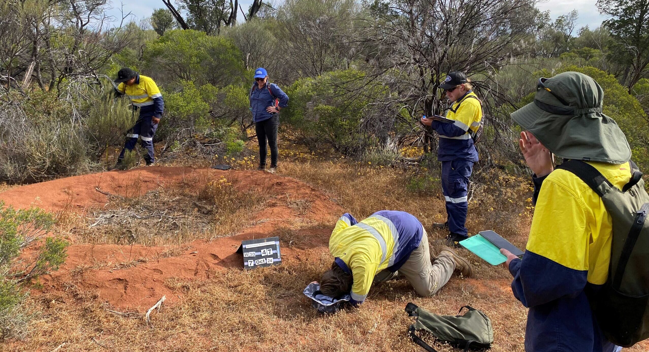 People in hi-vis clothing looking at a malleefowl mound in the ground surrounded with vegetation.