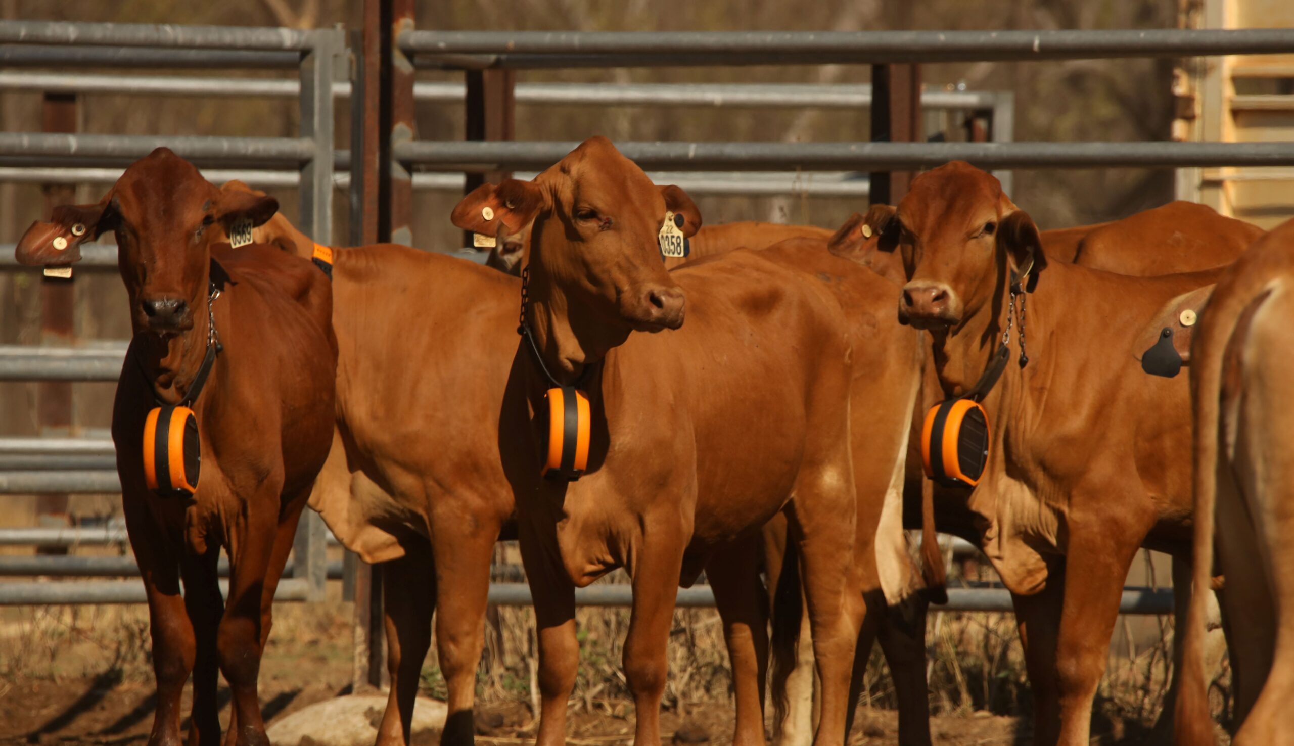 Brown cattle standing in a cattle yard with virtual fencing collars.