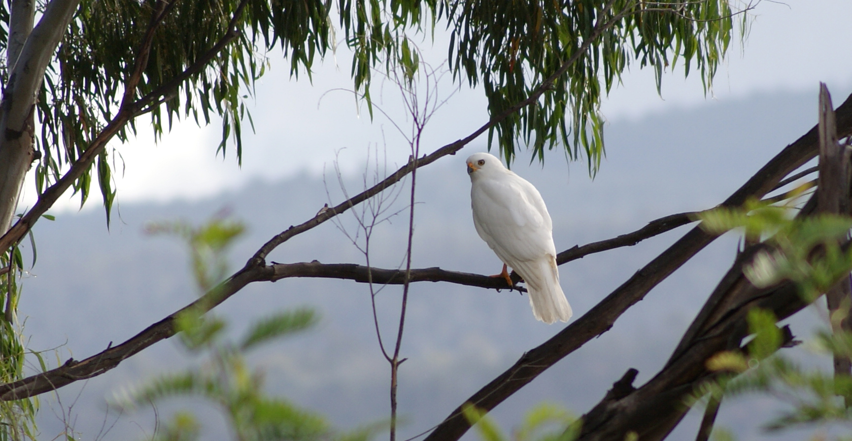 Closeup view of a white bird sitting on branch in a tree.