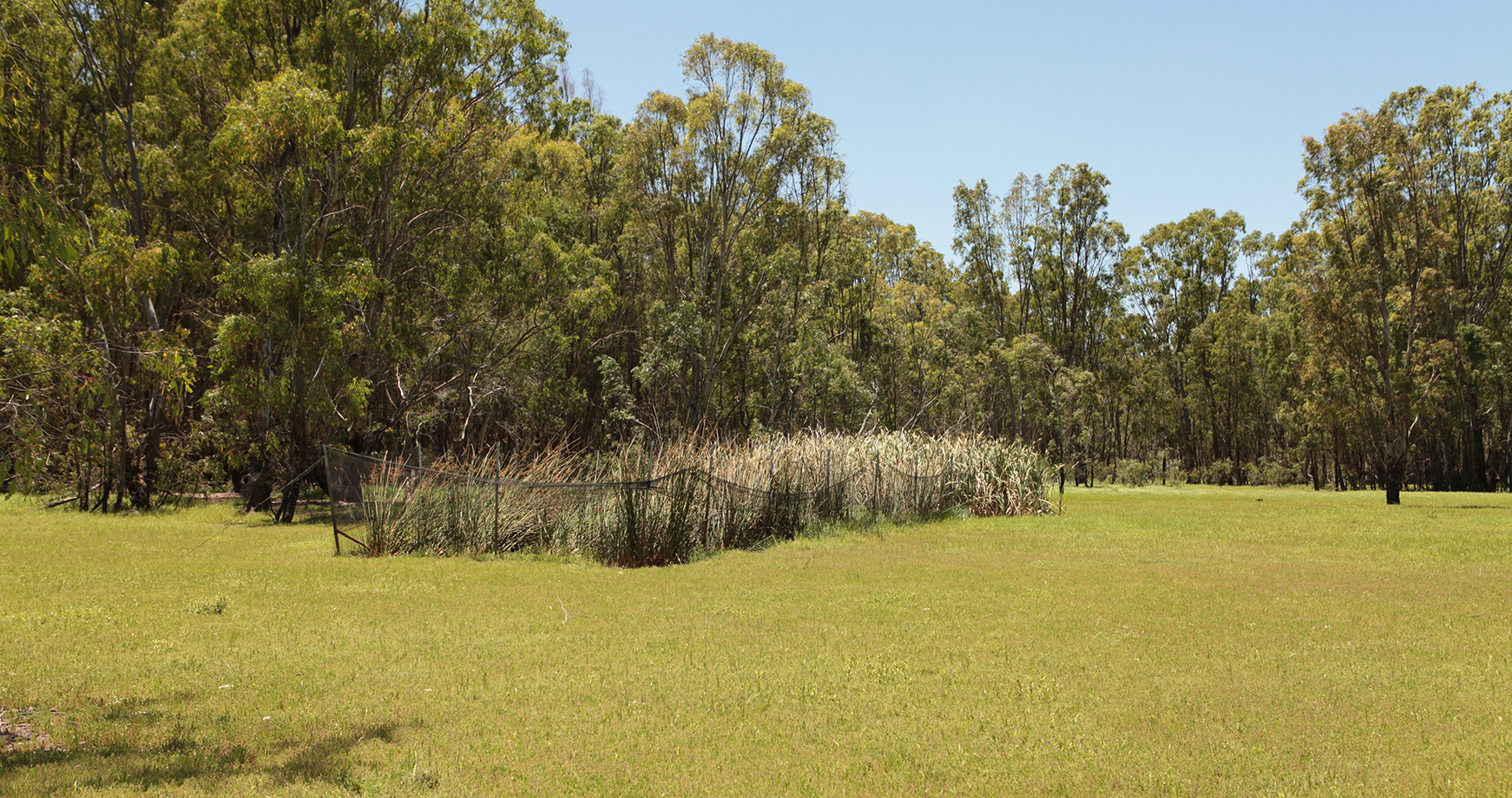 Long reeds of grass, surrounded by black net fencing, in the background there is large trees.