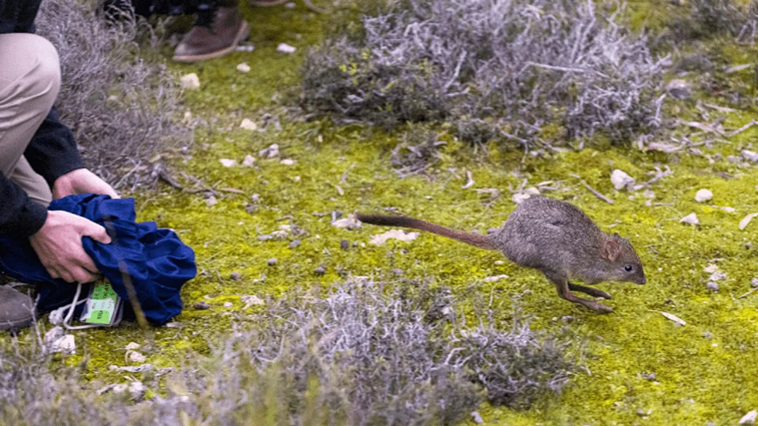 A person kneeling while releasing a Yagli with some dead bush and green ground cover.