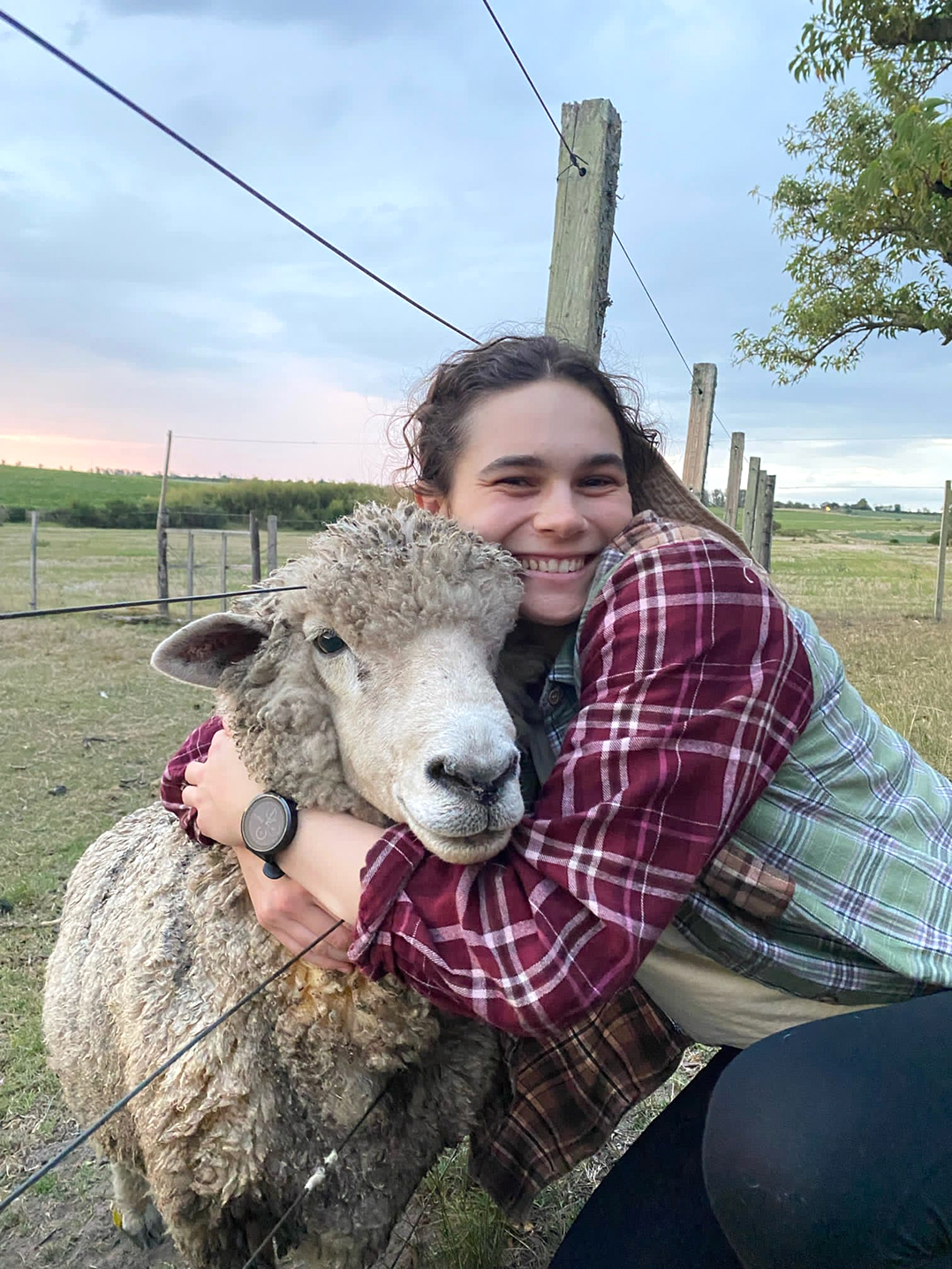A person is hugging a sheep, through a fence.