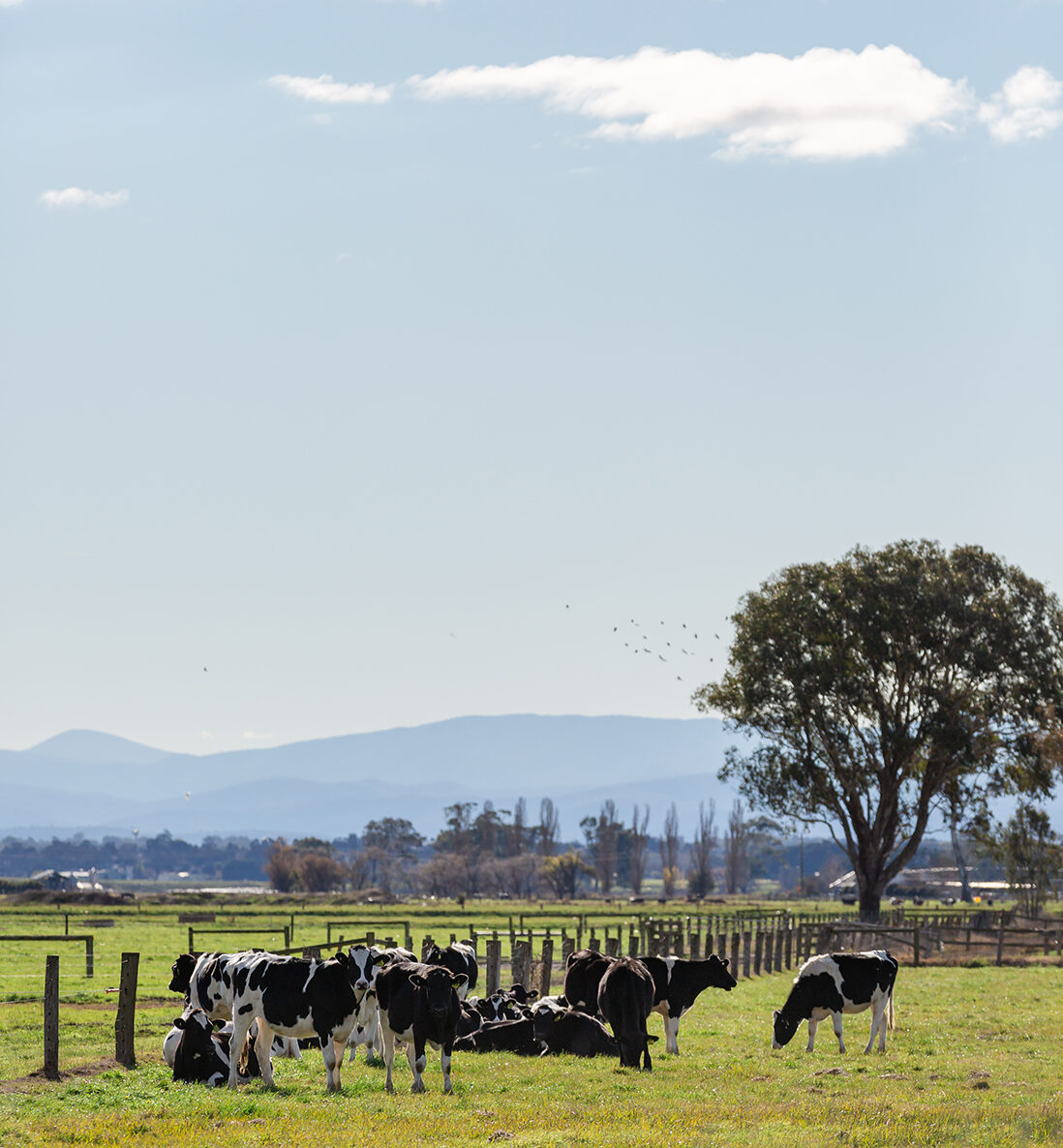 Dairy cows in a fenced paddock with buildings and a range in the background.