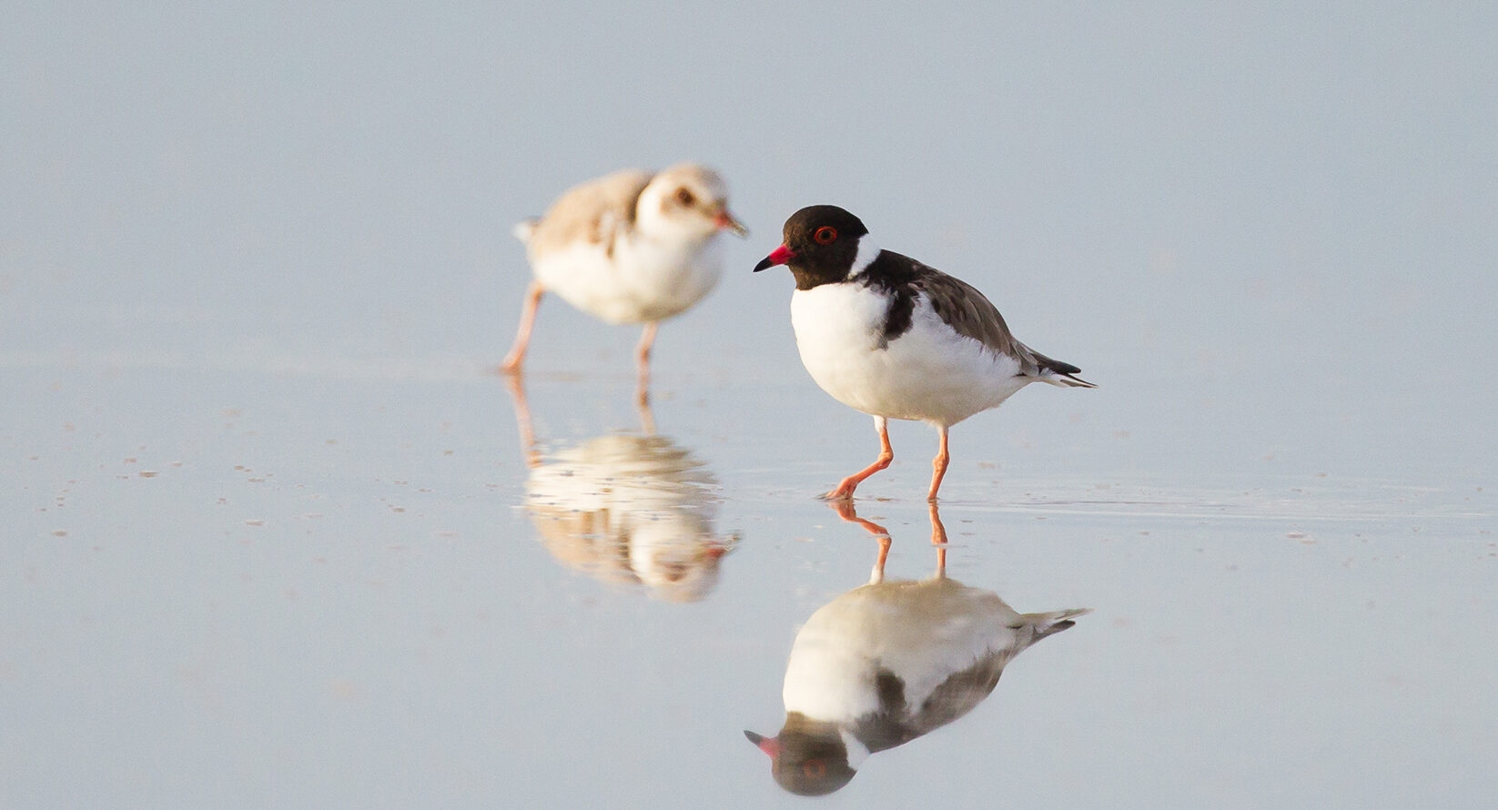 One bird with black and white feathers and a red beak, is walking besides a bird with light brown and white feathers, both are walking through water.