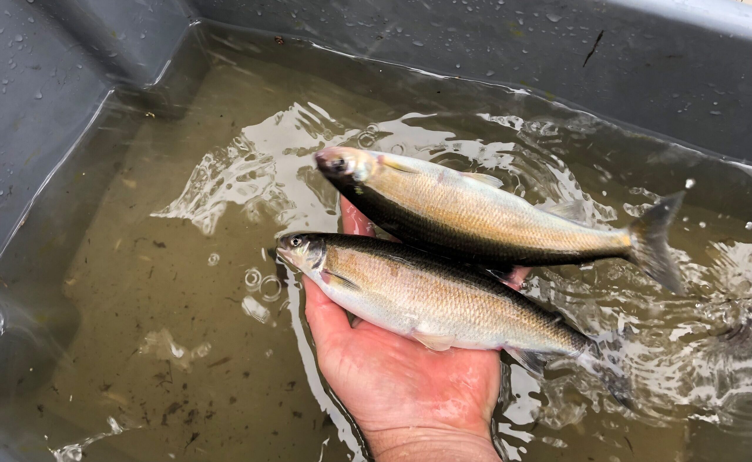 A persons hand holding two fish out of the water with tub of water below.