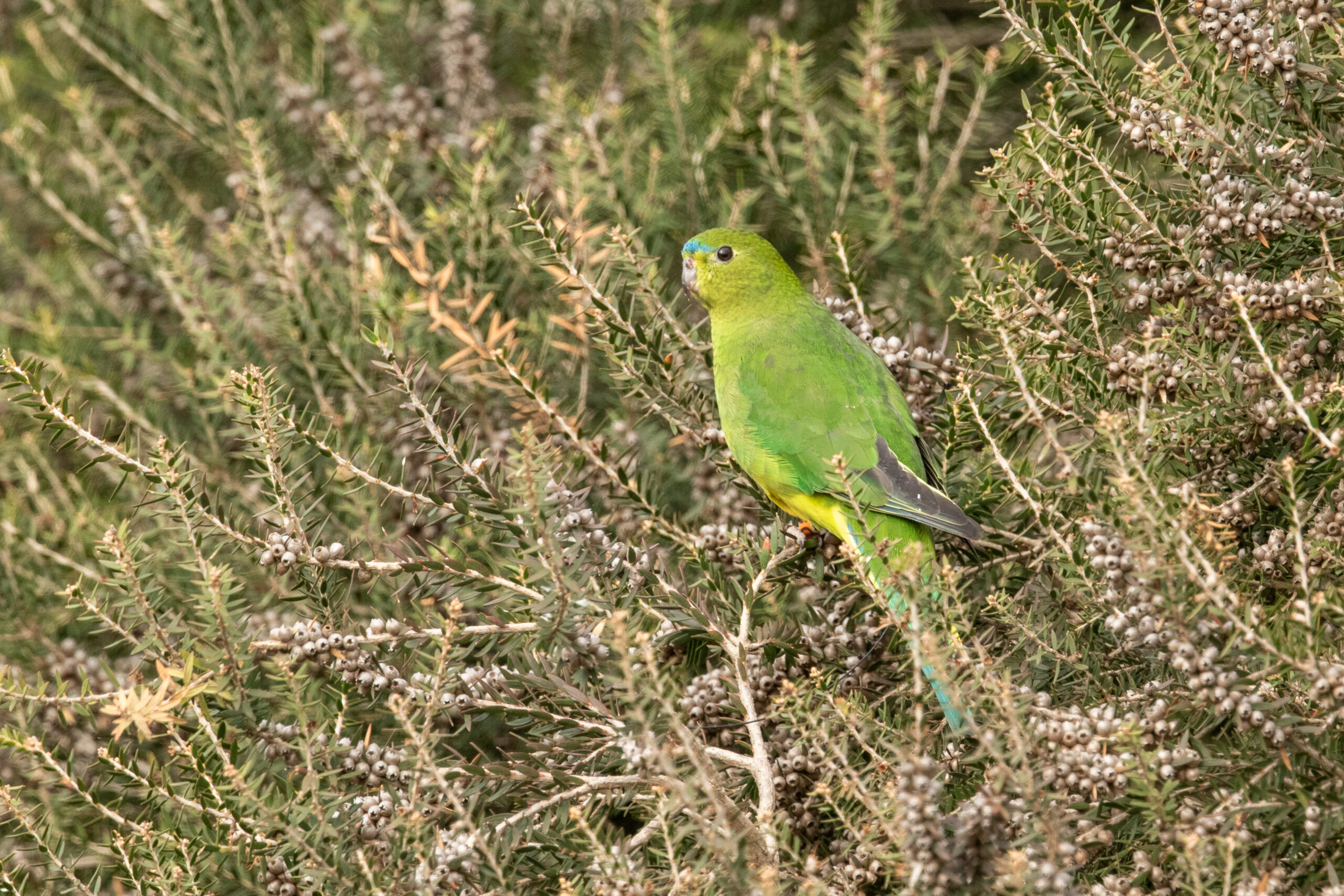 Brightly coloured green bird sitting on bush.