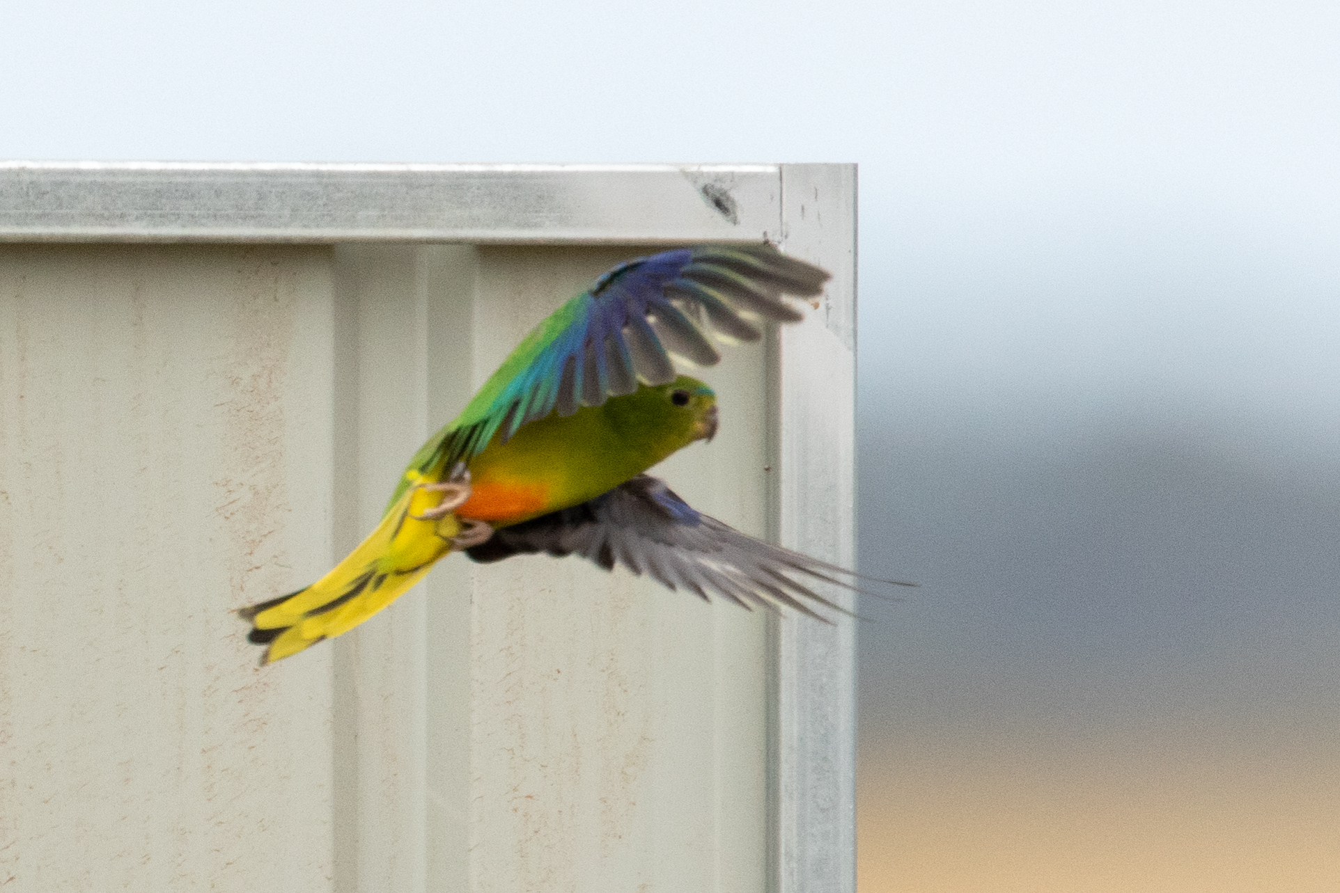 Brightly coloured bird inflight with corner of a shed wall in the background.