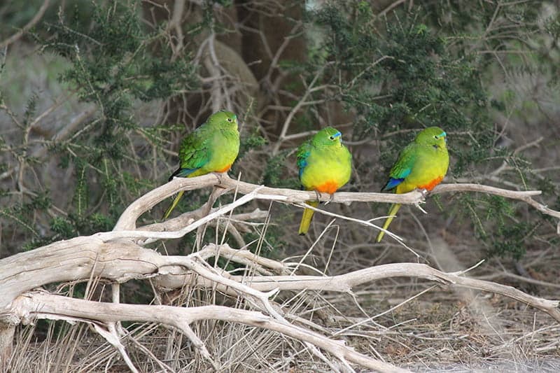 Three brightly coloured birds perched on a dead branch lying down with green shrubbery in the background.